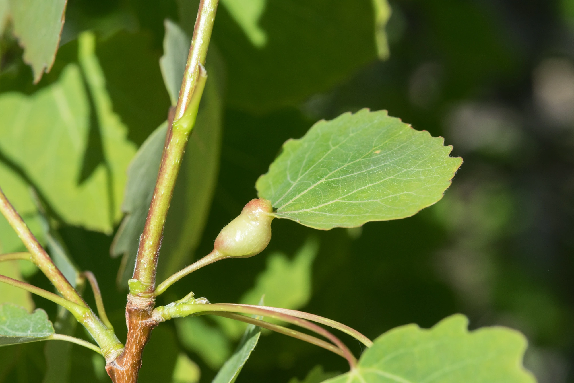 Tovinger: Contarinia petioli.