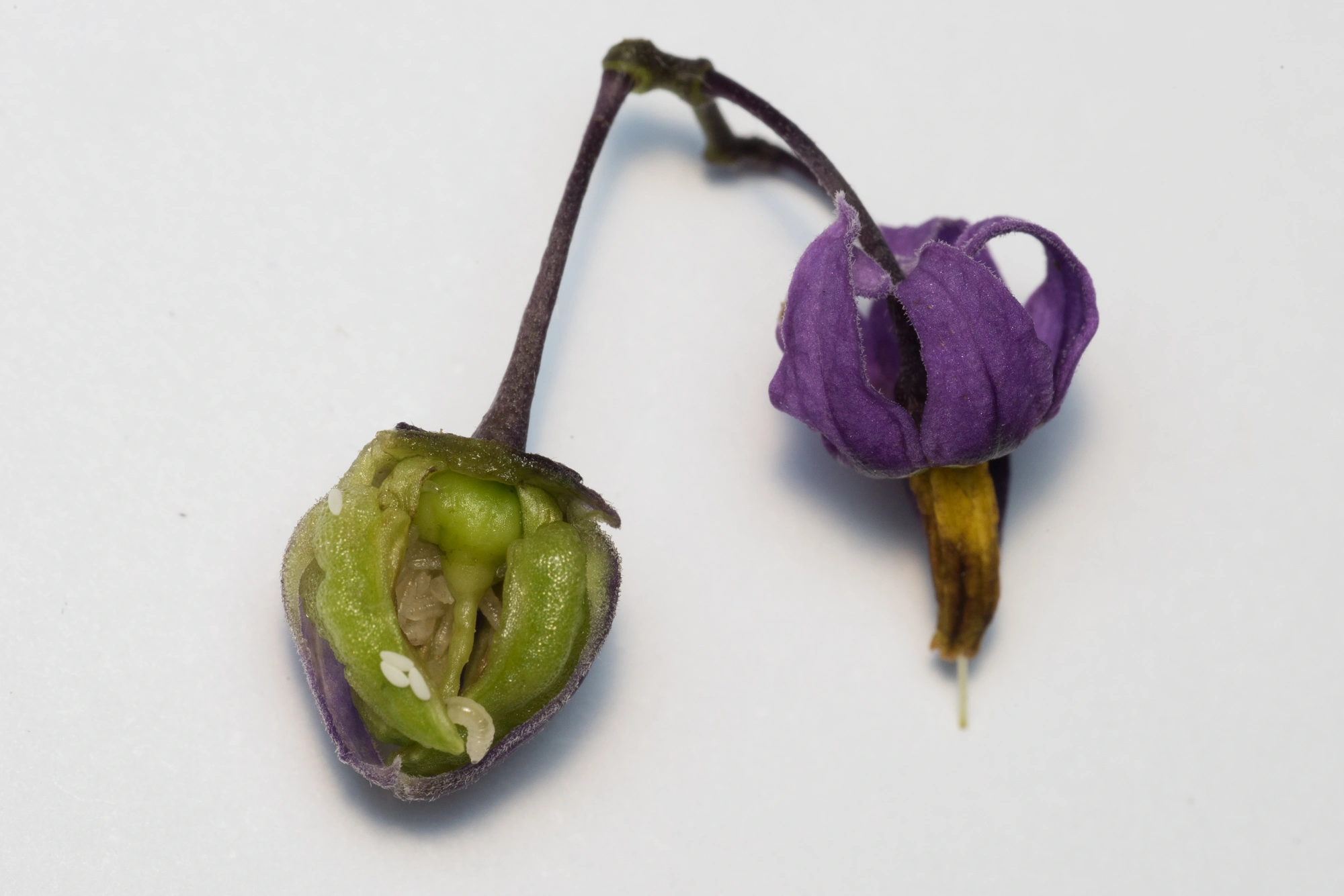 Tovinger: Contarinia solani.