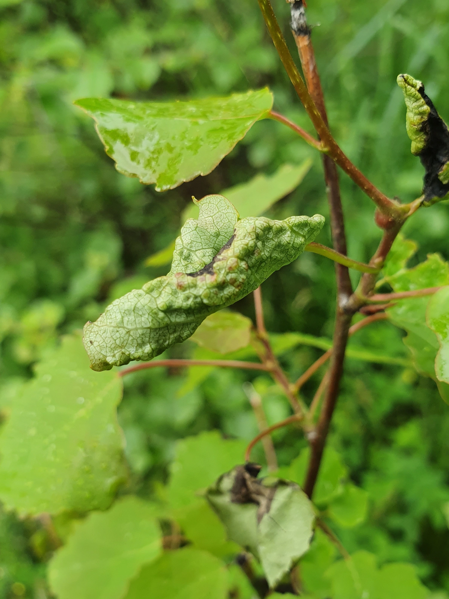 Tovinger: Contarinia tremulae.