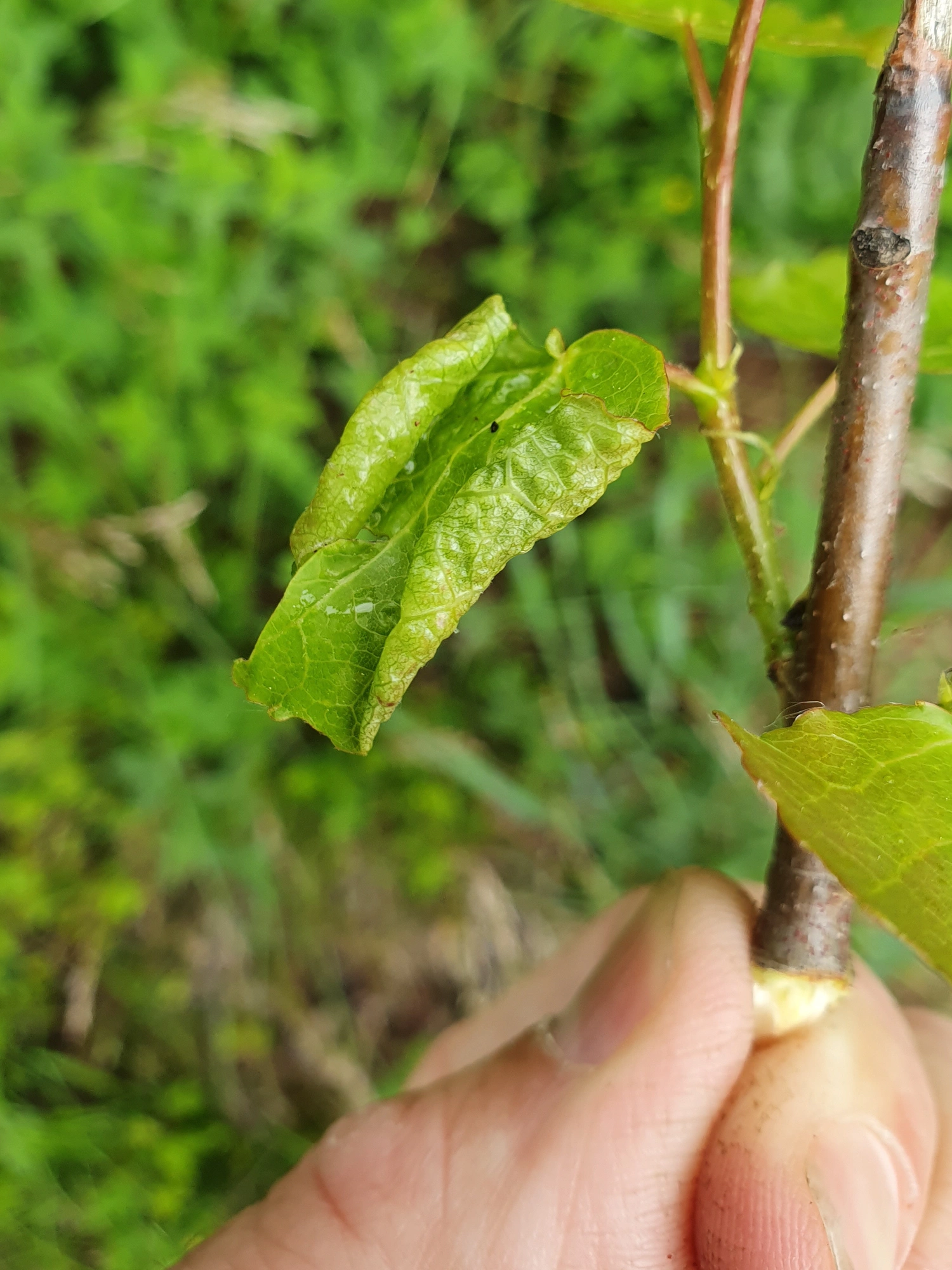 Tovinger: Contarinia tremulae.