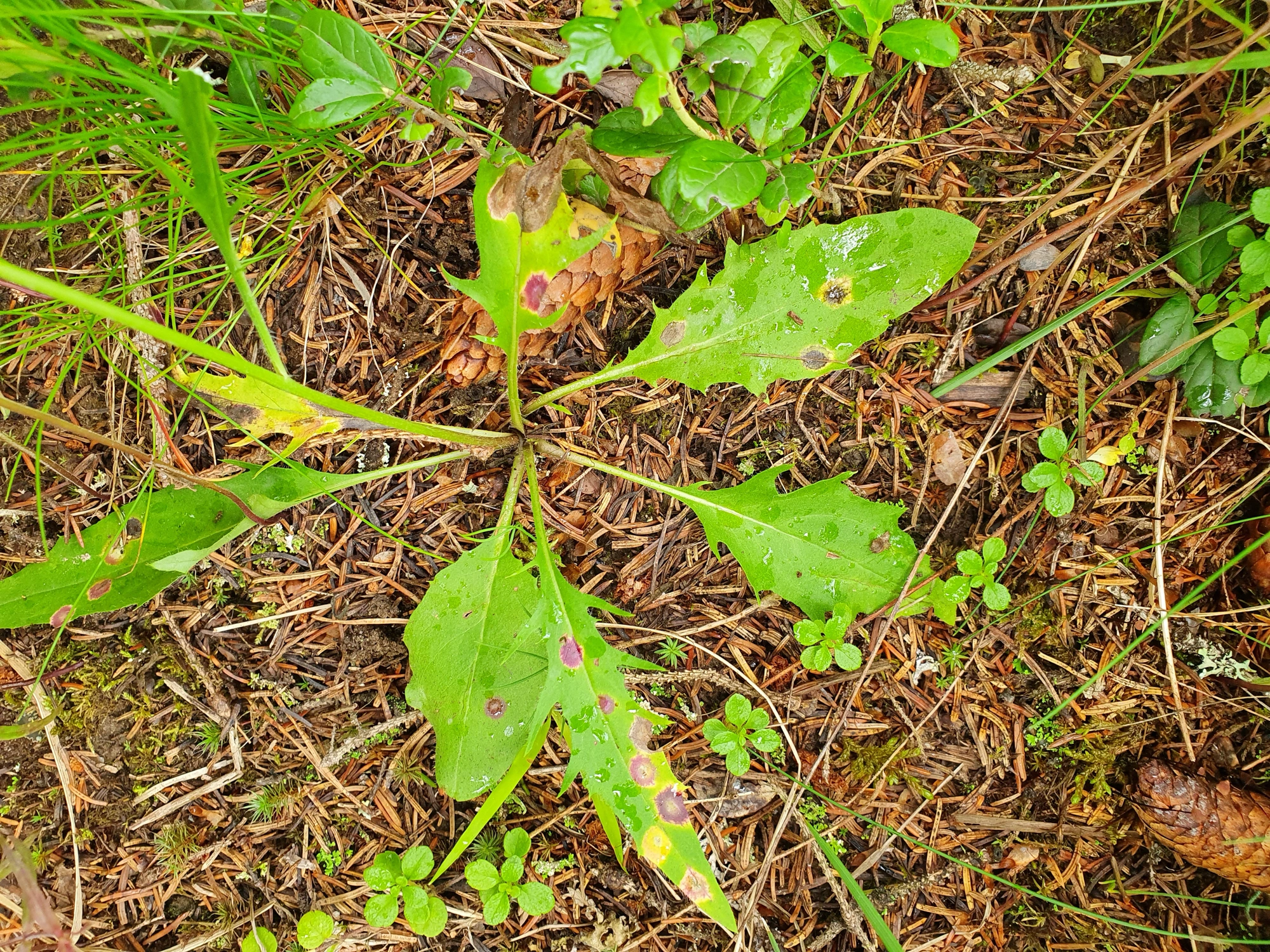 Tovinger: Cystiphora sanguinea.