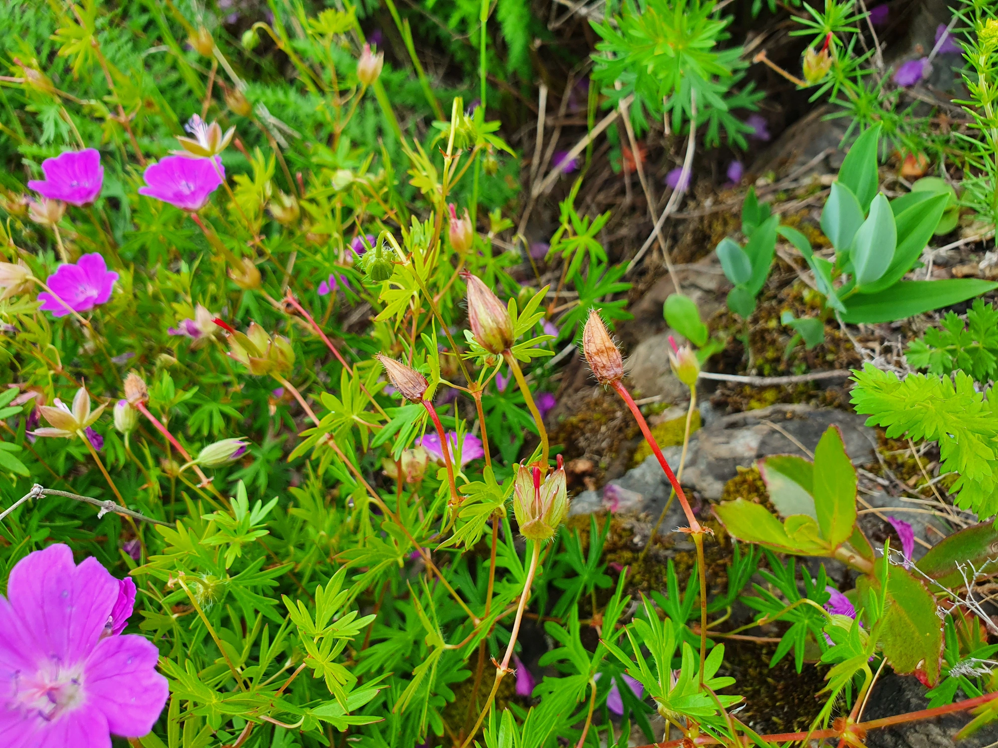 Tovinger: Dasineura geranii.