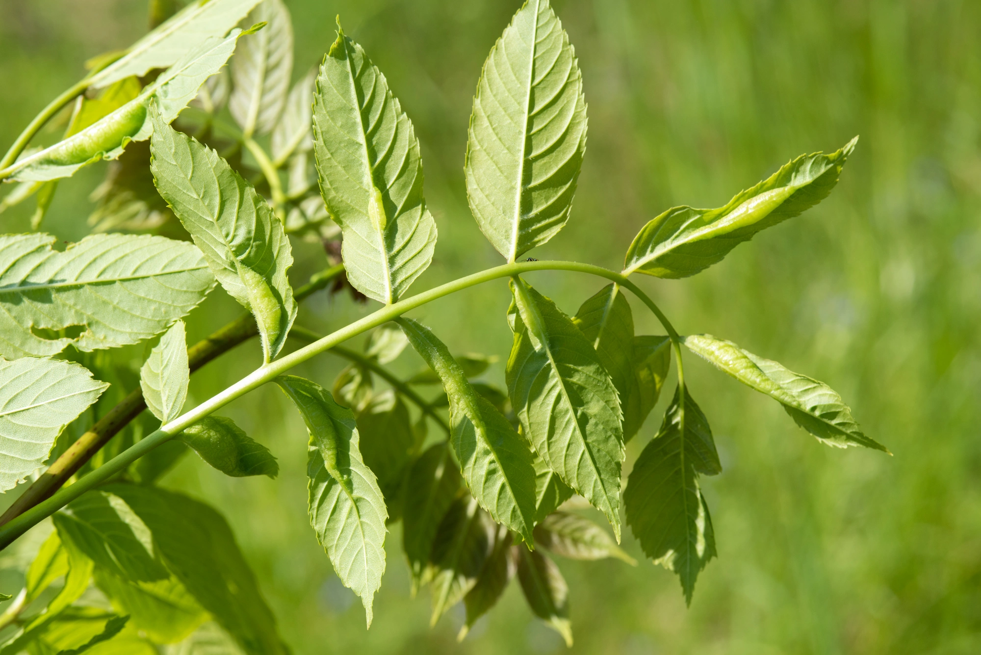 Tovinger: Dasineura acrophila.