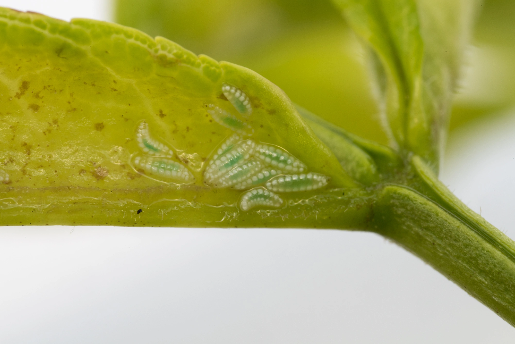 Tovinger: Dasineura acrophila.