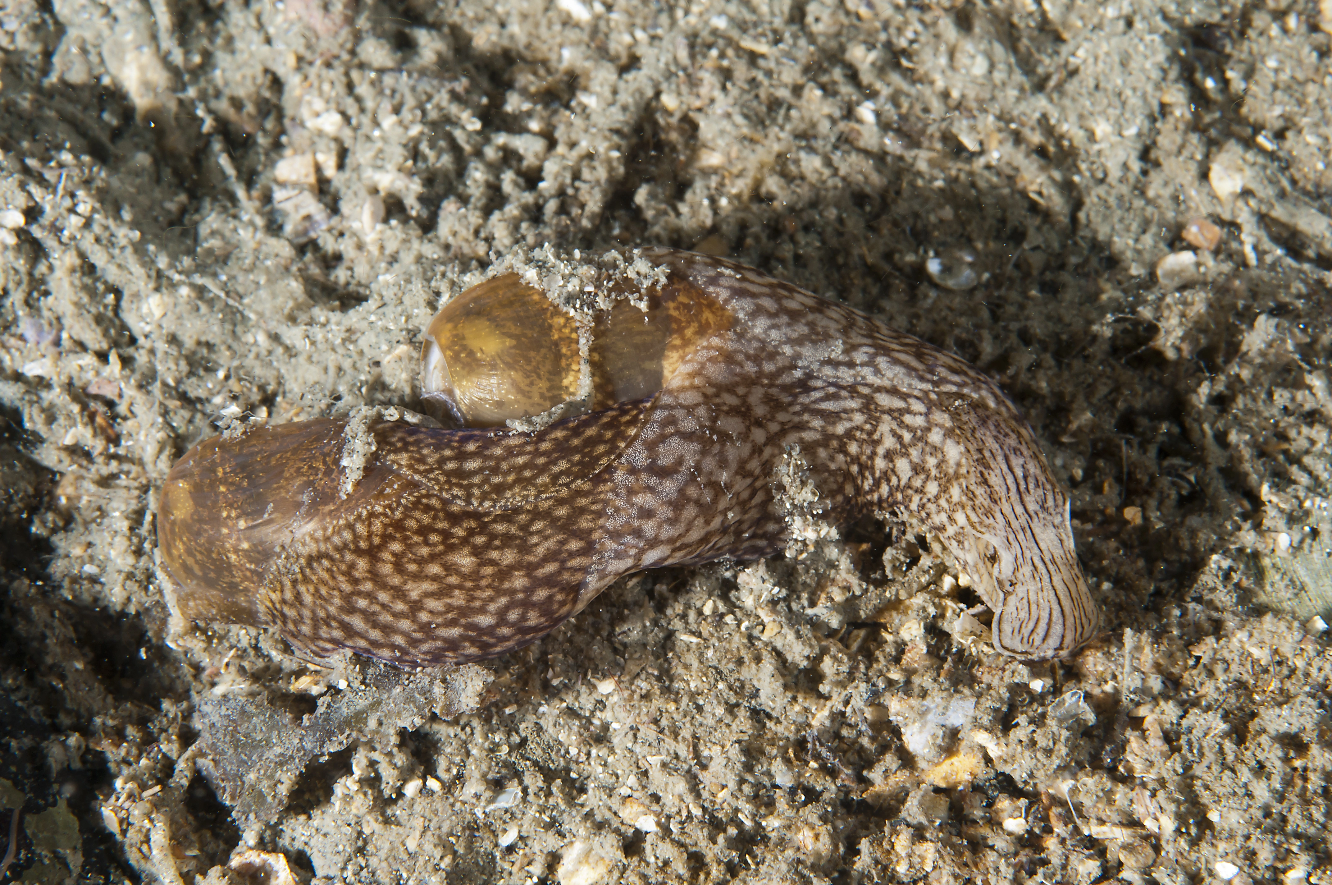 Sjøharer: Akera bullata.