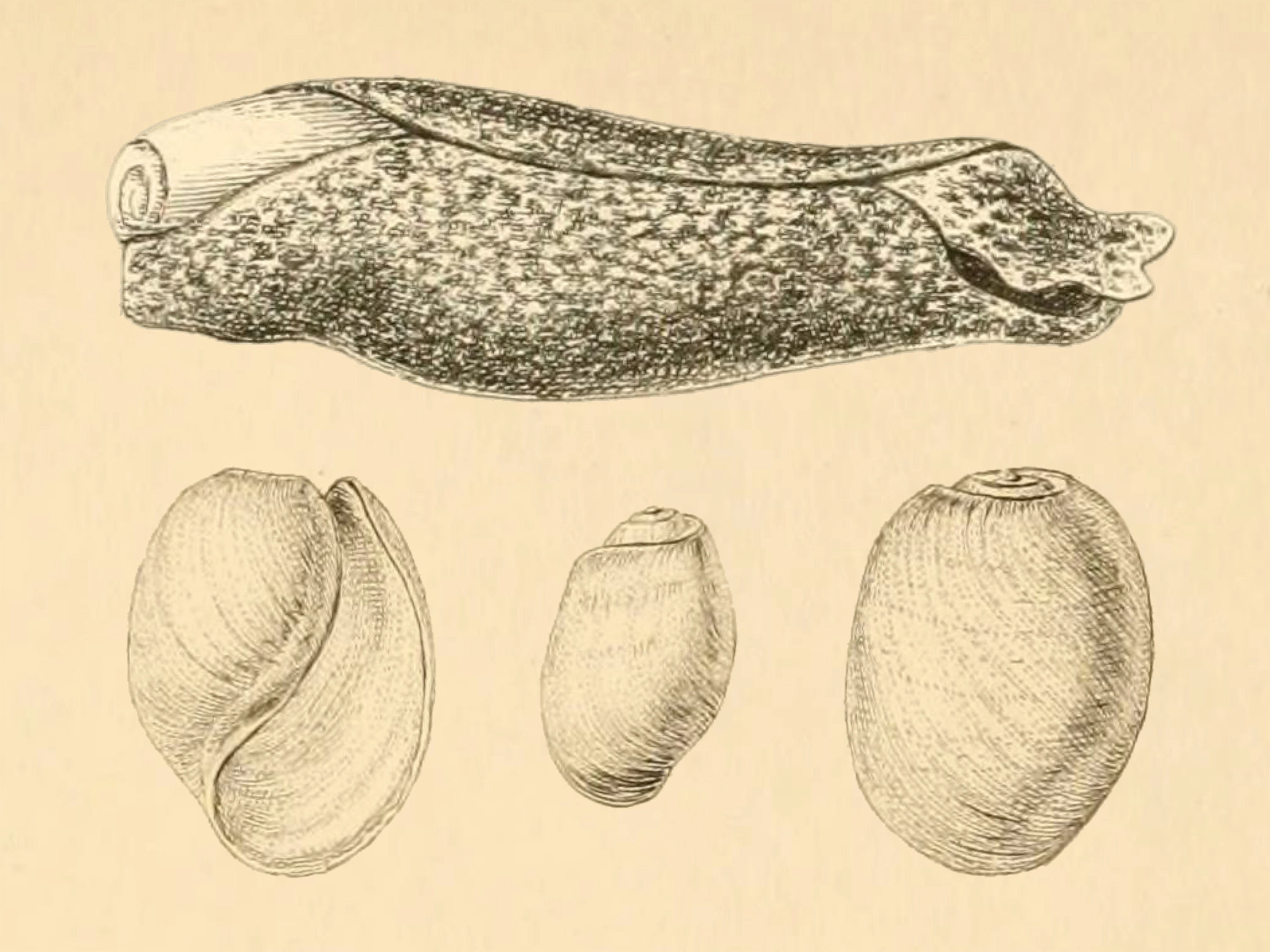 Sjøharer: Akera bullata.