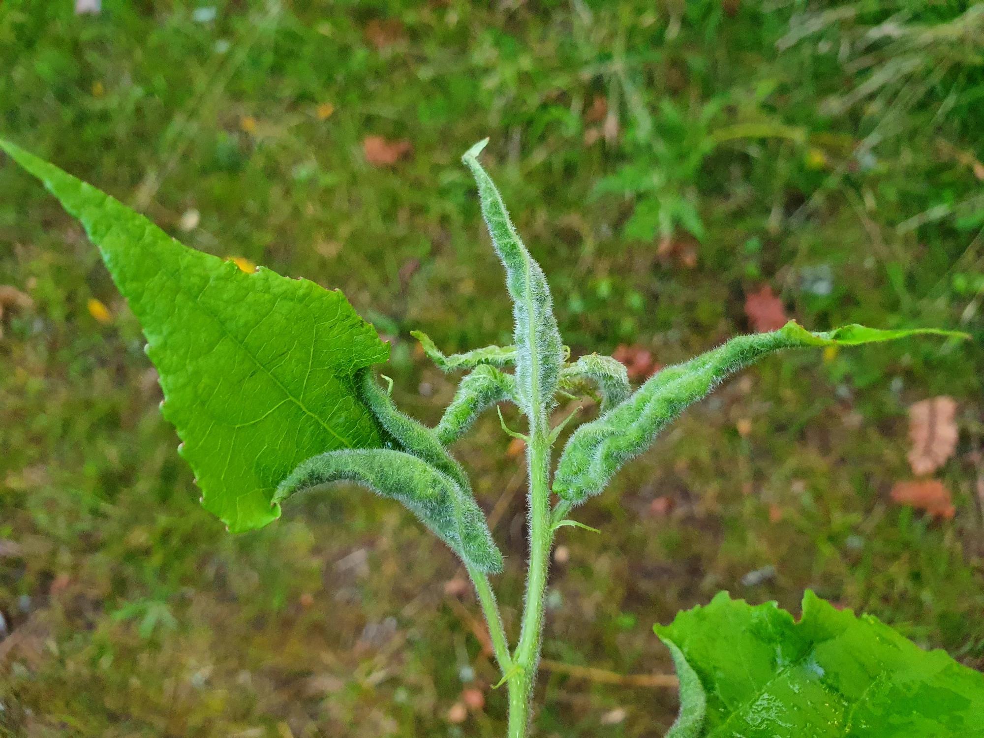 Tovinger: Dasineura populeti.