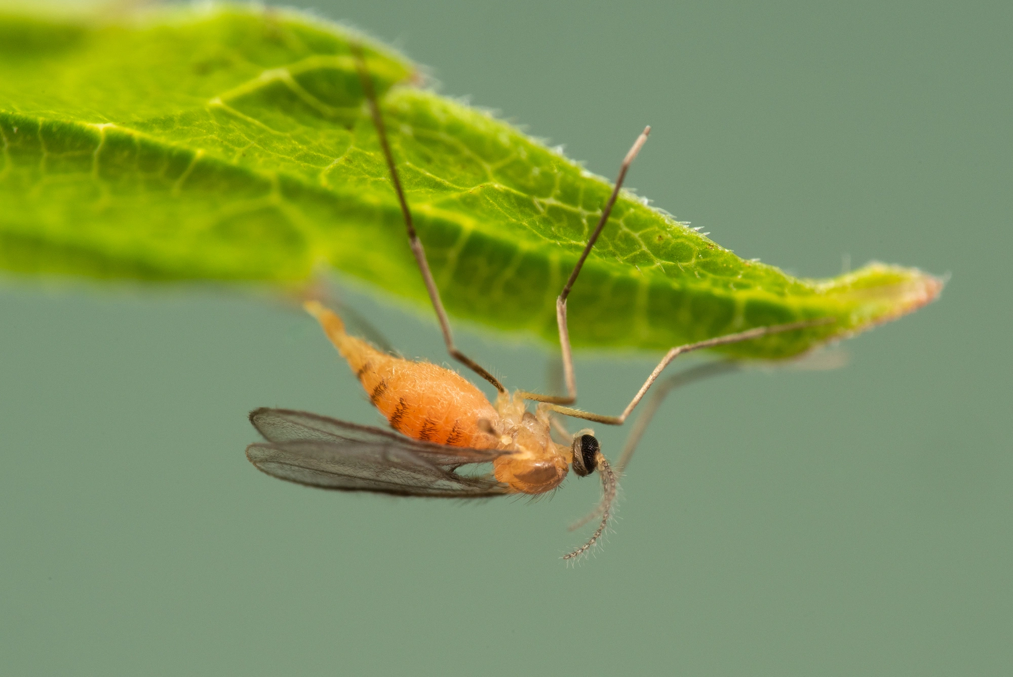 Tovinger: Dasineura pustulans.