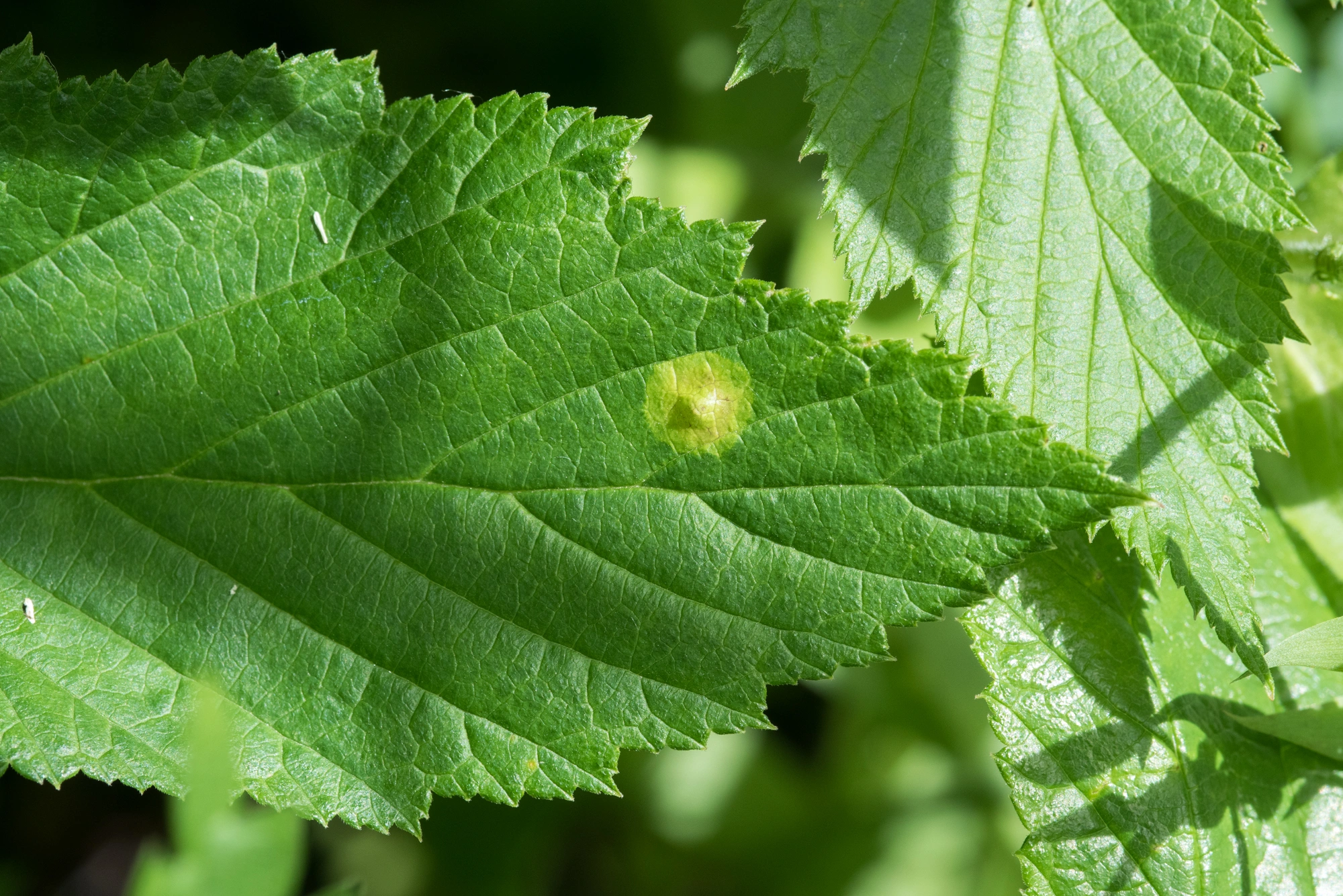 Tovinger: Dasineura pustulans.