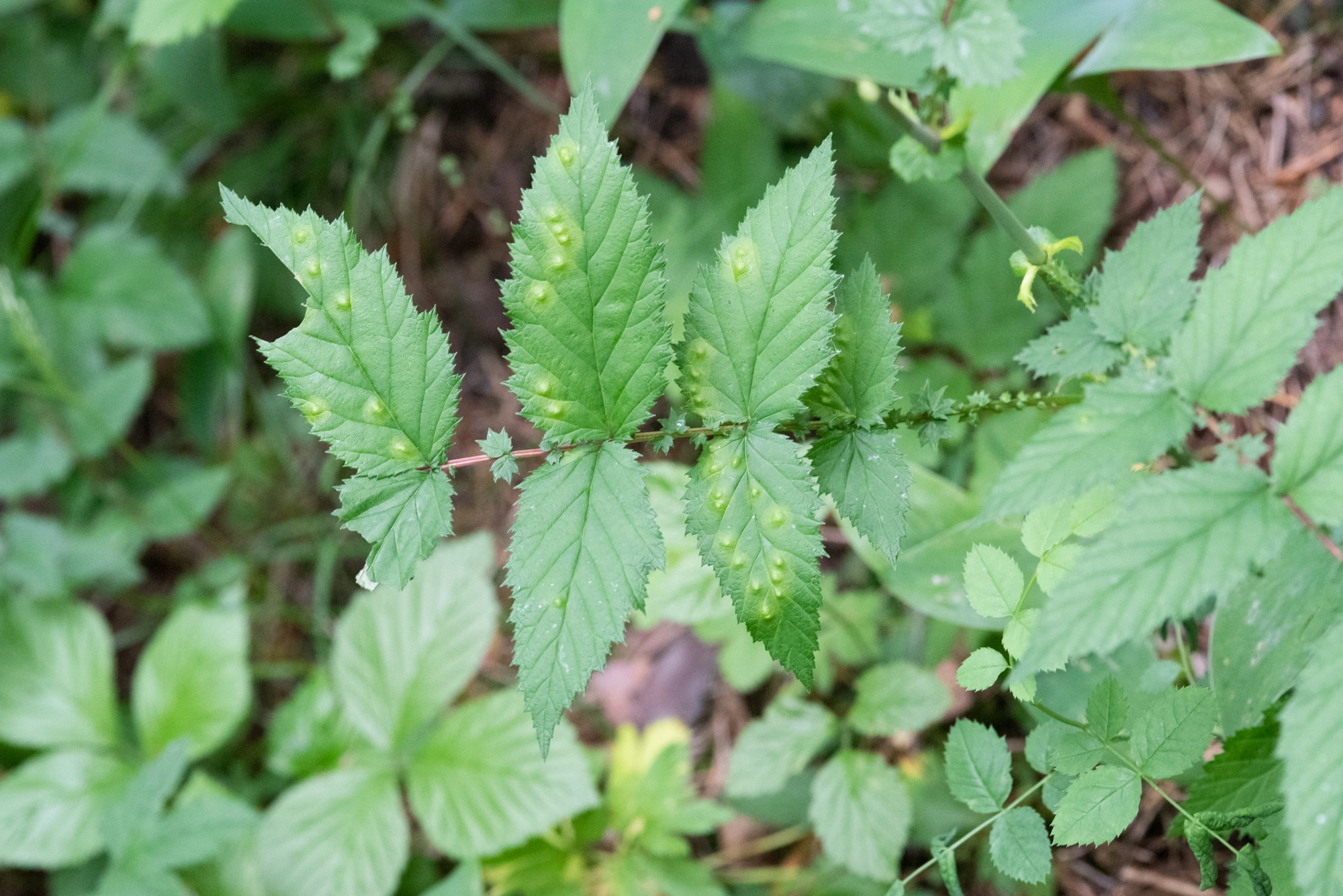 Tovinger: Dasineura pustulans.