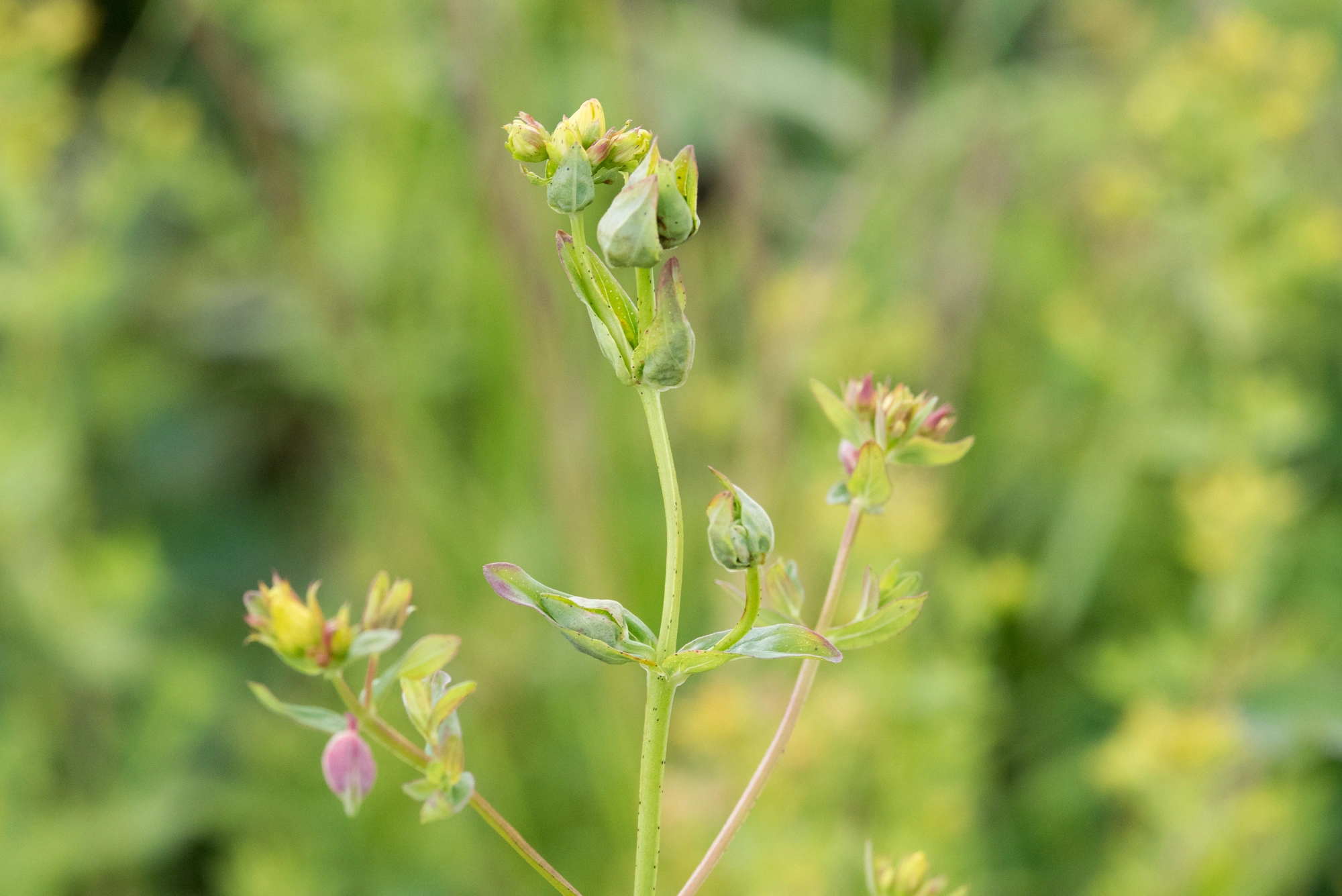 Tovinger: Dasineura serotina.