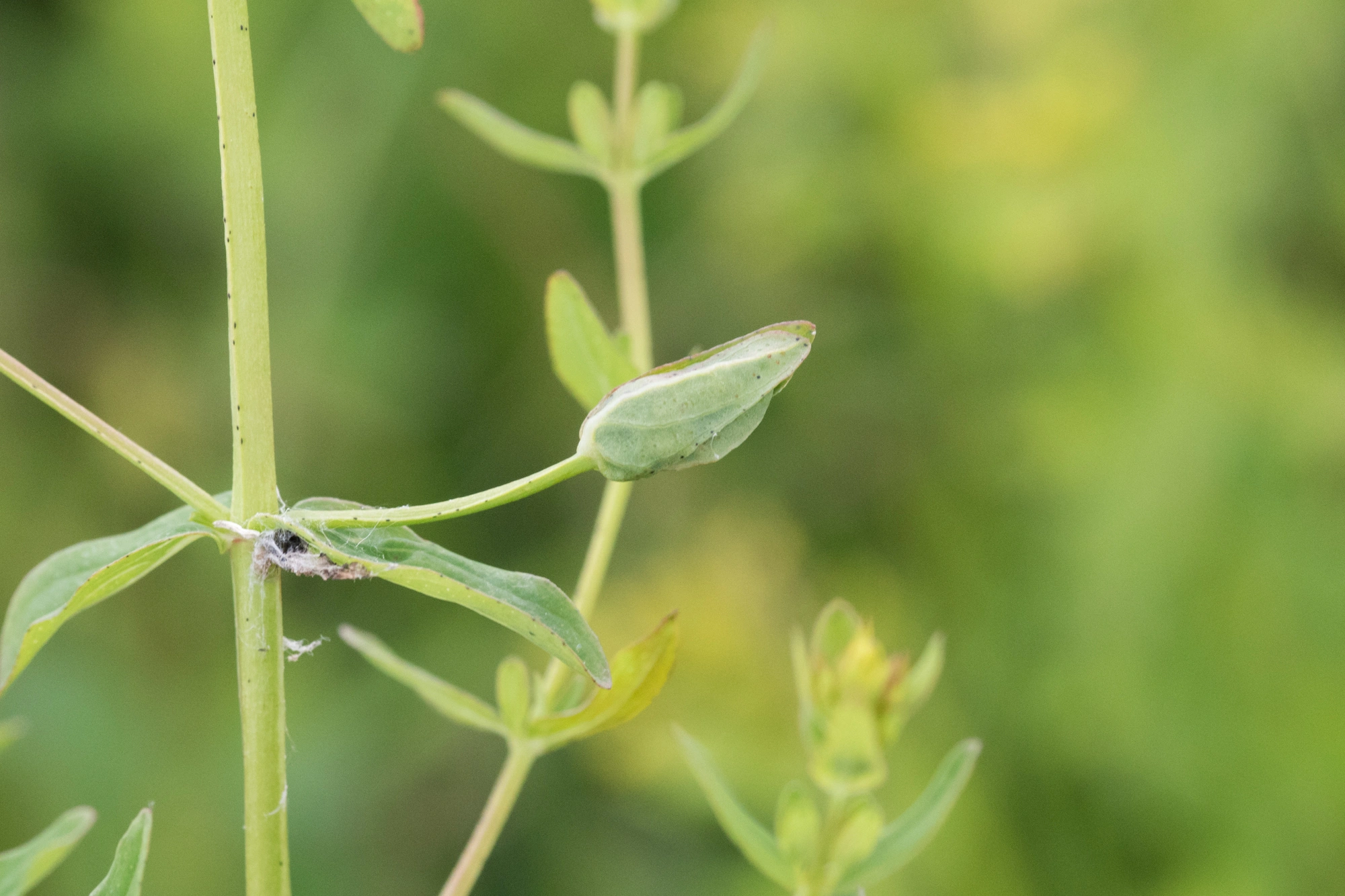 Tovinger: Dasineura serotina.