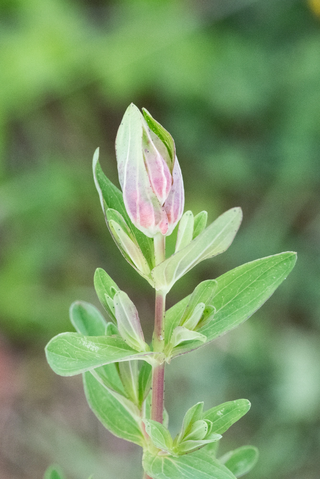 Tovinger: Dasineura serotina.