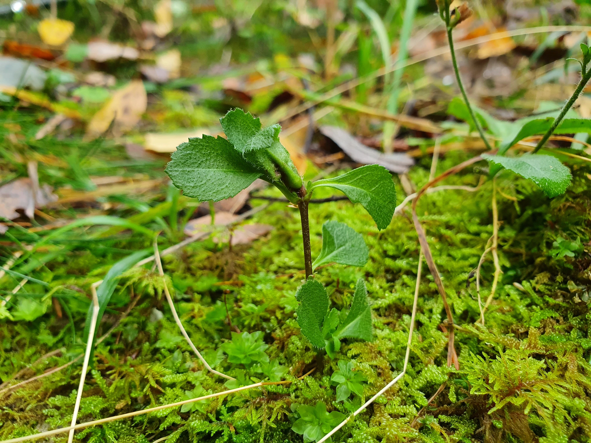 Tovinger: Dasineura similis.