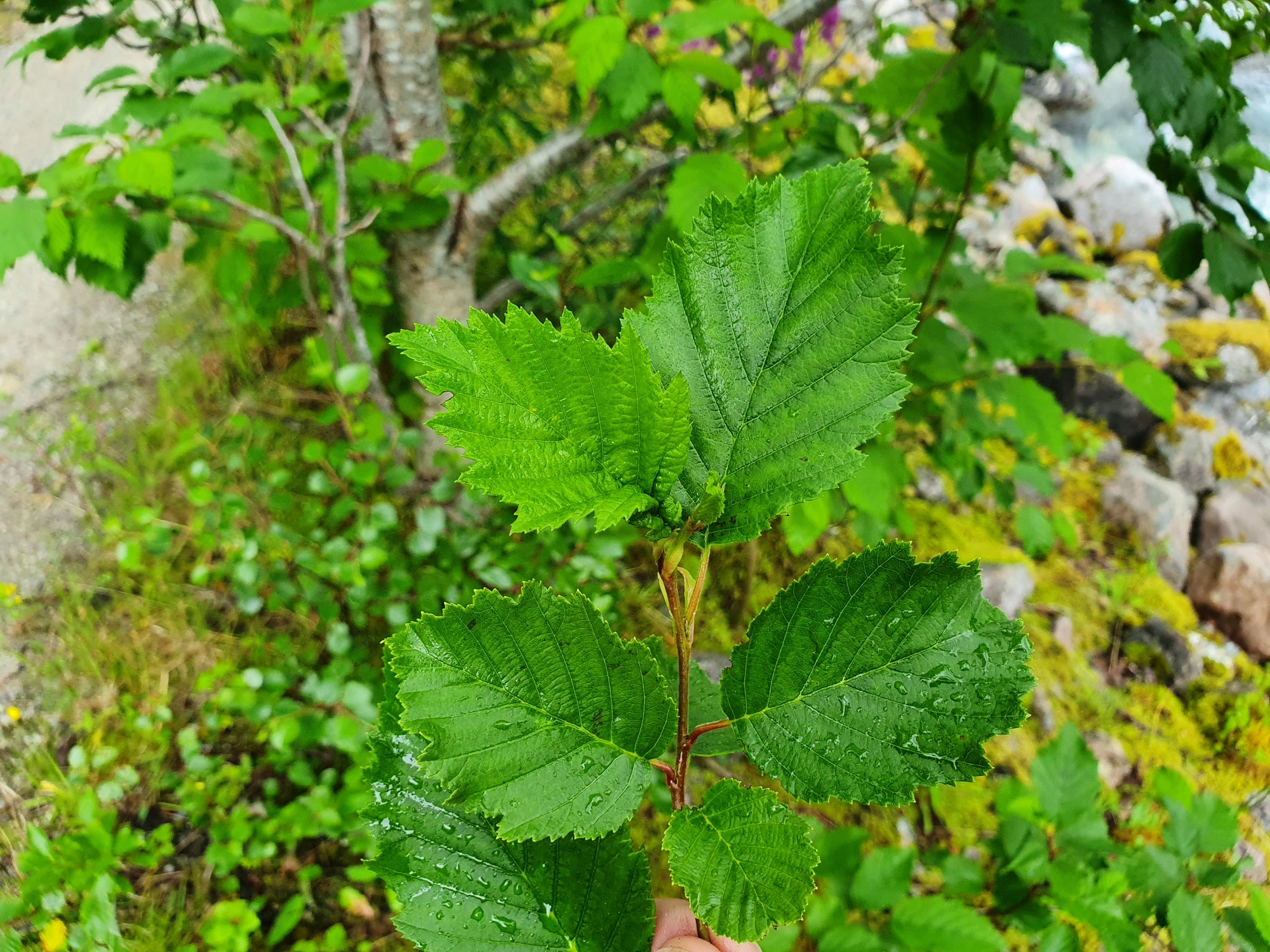 Tovinger: Dasineura tortilis.