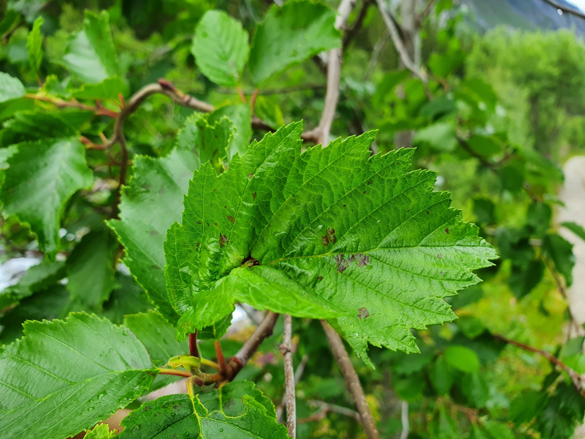 Tovinger: Dasineura tortilis.