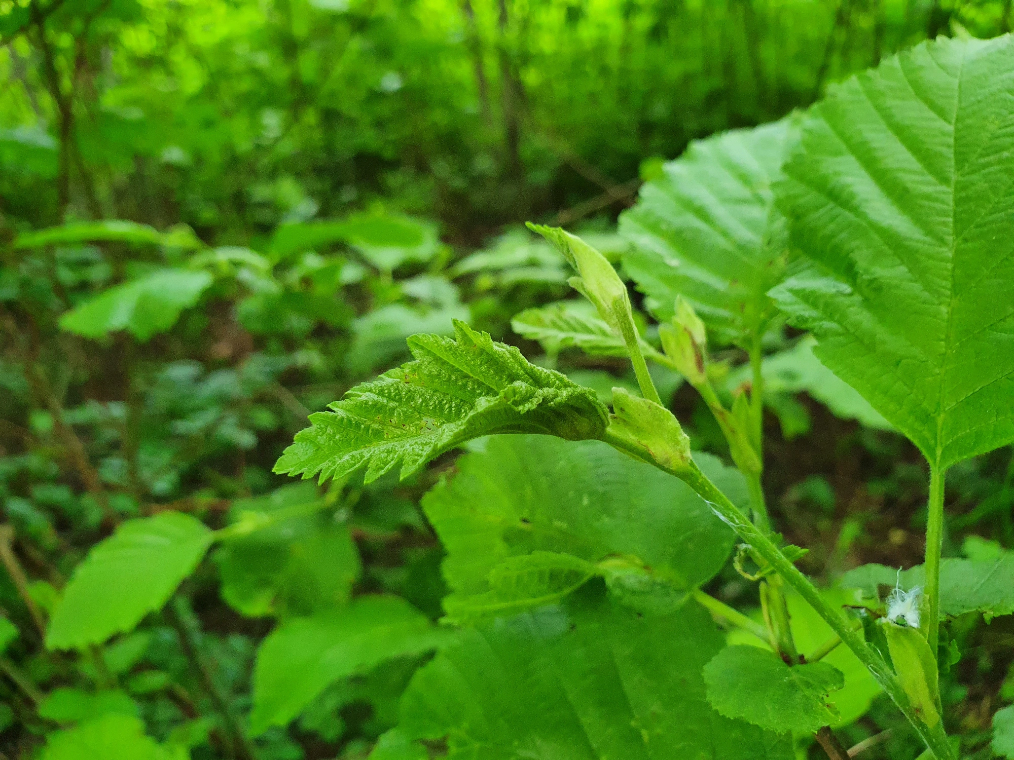 Tovinger: Dasineura tortilis.