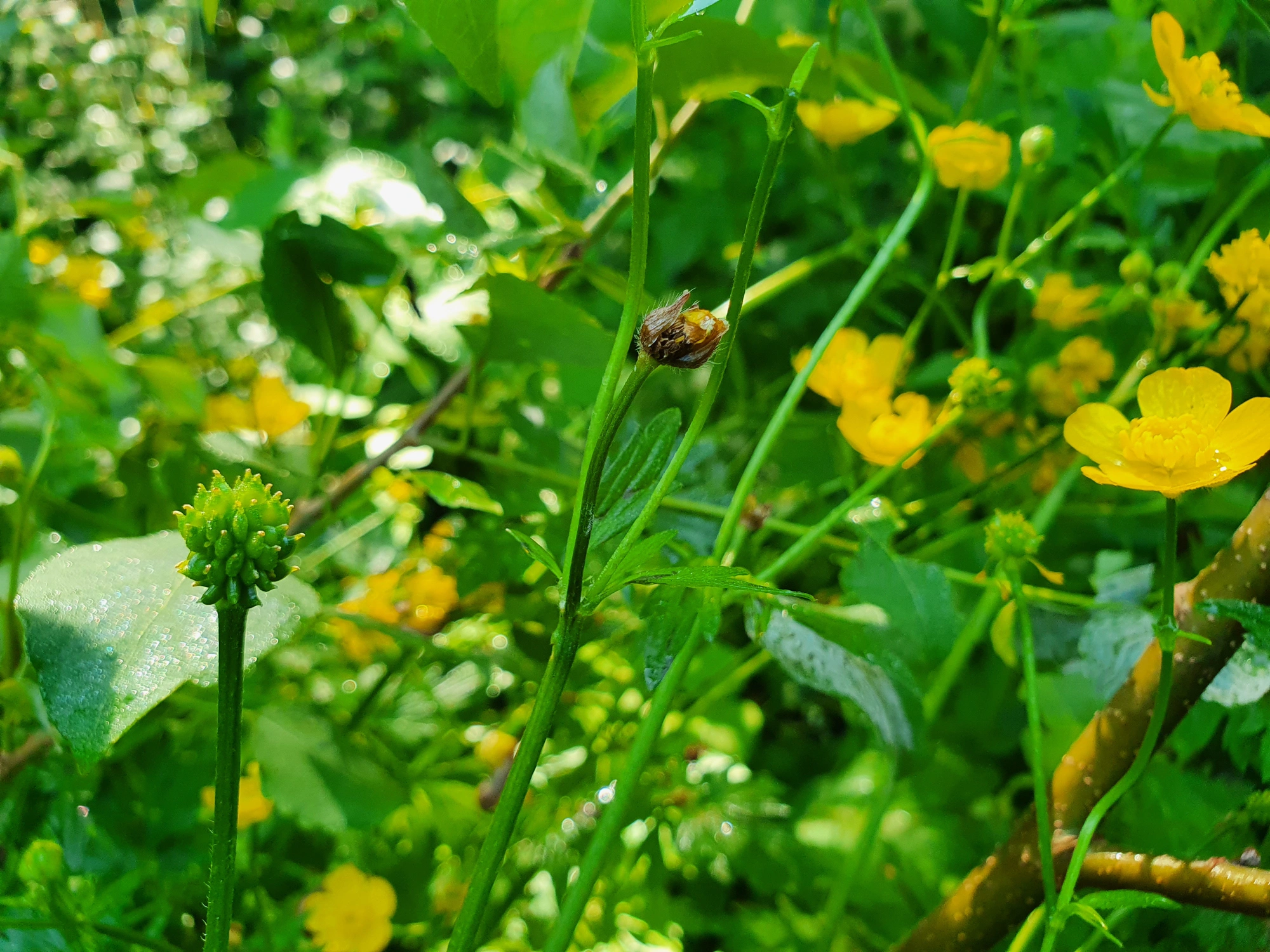 Tovinger: Dasineura traili.