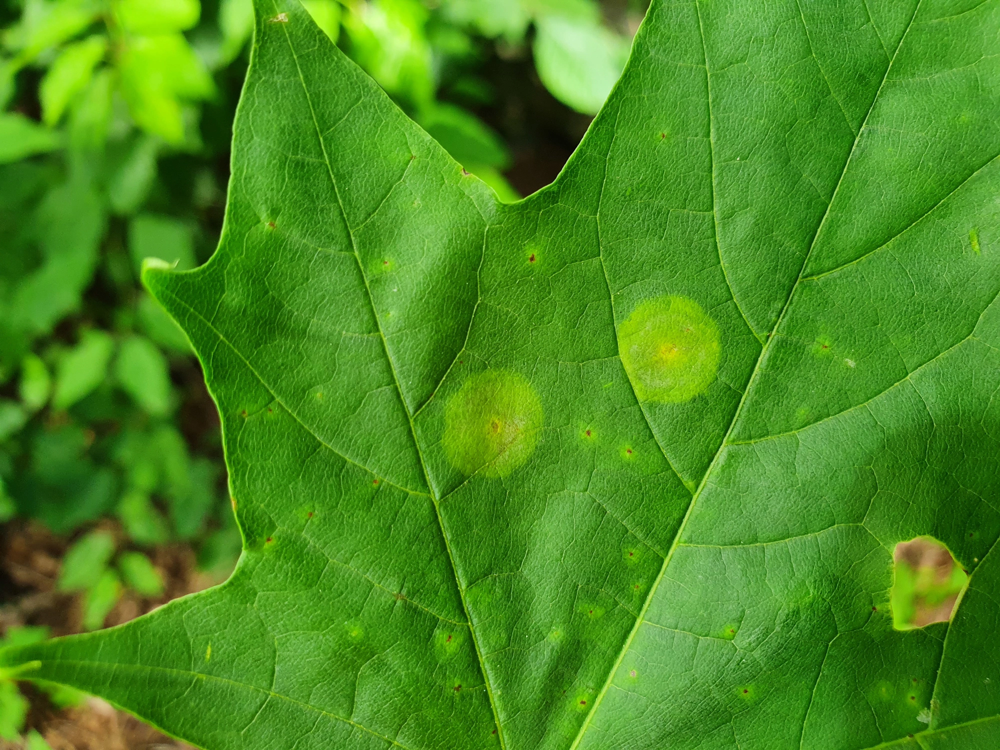 Tovinger: Drisina glutinosa.