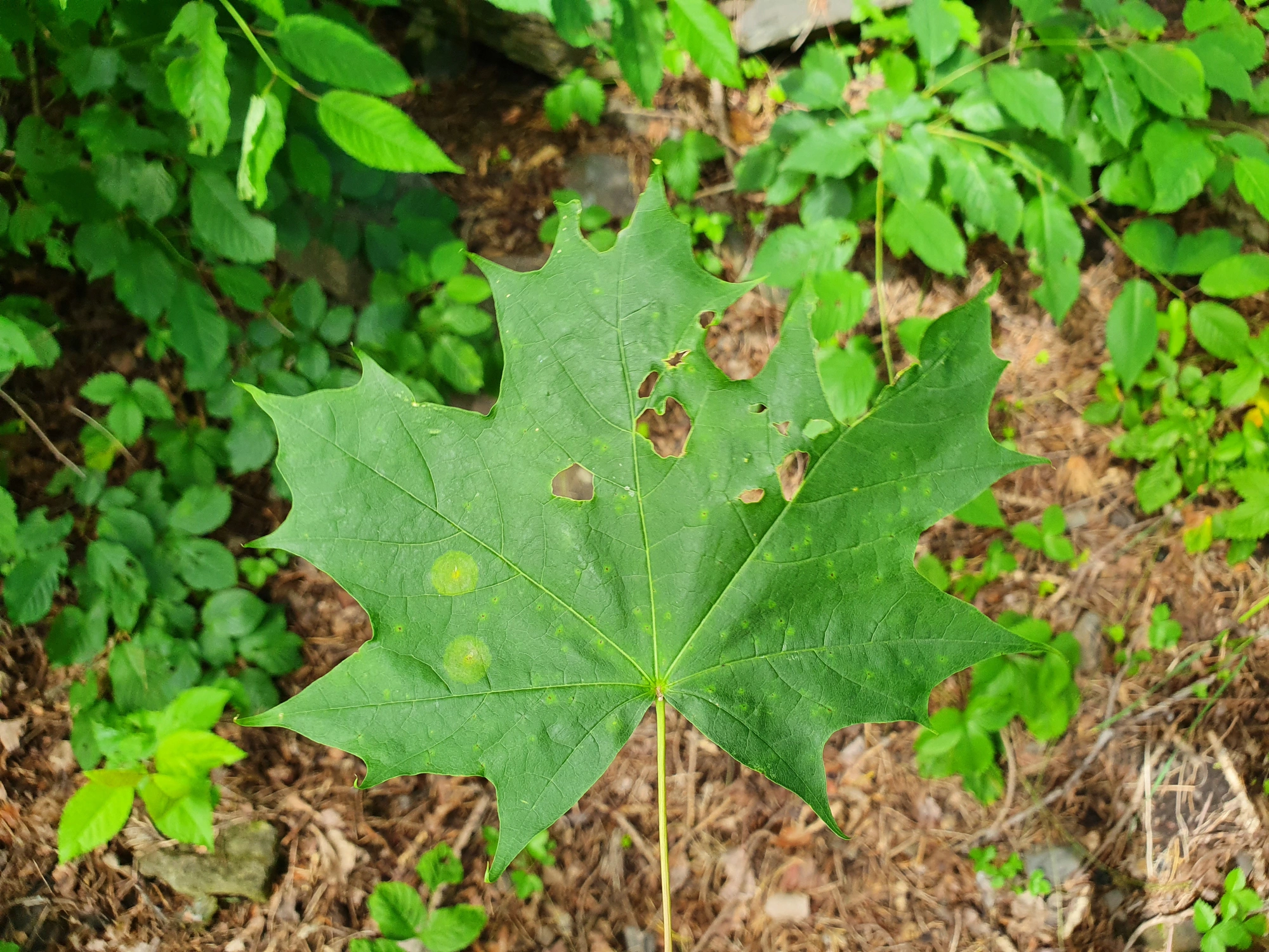 Tovinger: Drisina glutinosa.