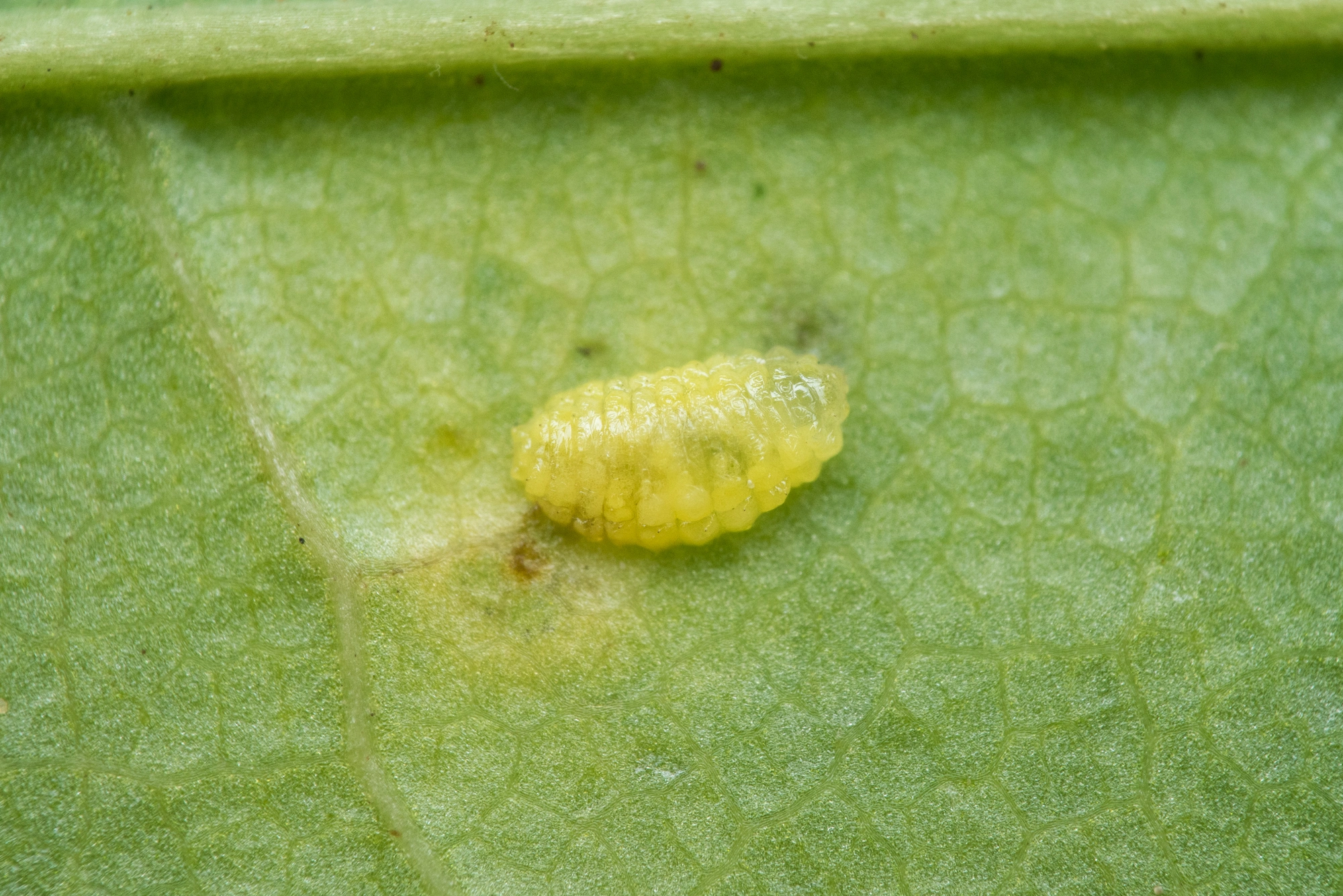 Tovinger: Drisina glutinosa.