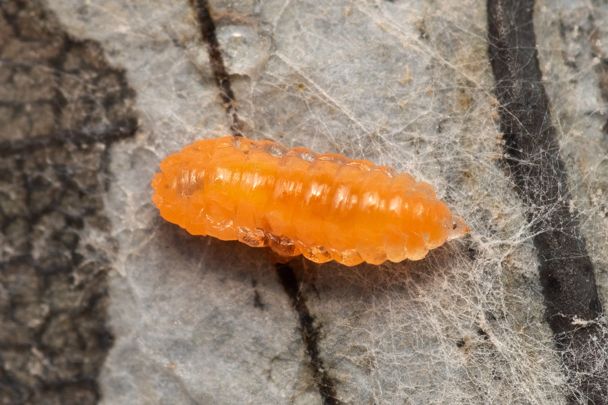 Tovinger: Harmandiola cavernosa.