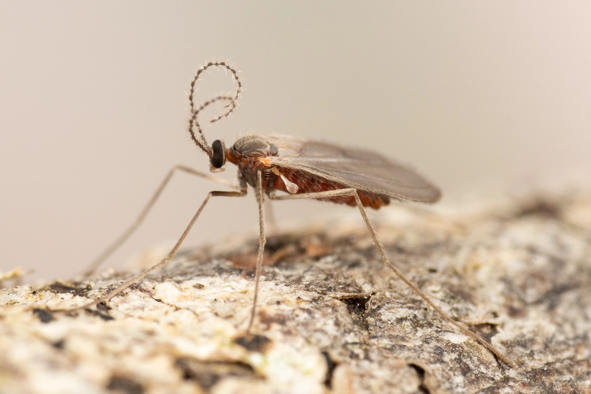 Tovinger: Harmandiola cavernosa.