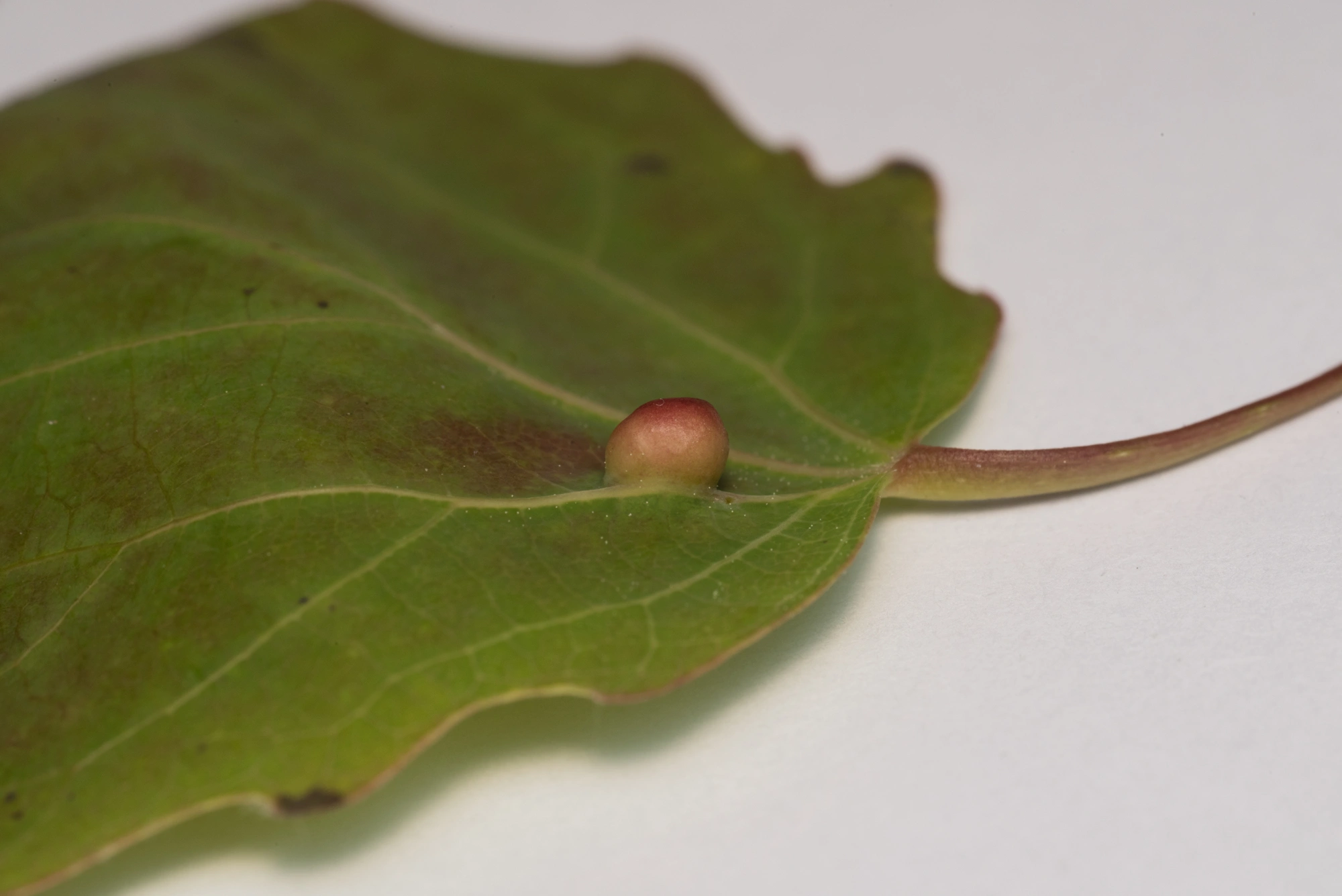 Tovinger: Harmandiola globuli.