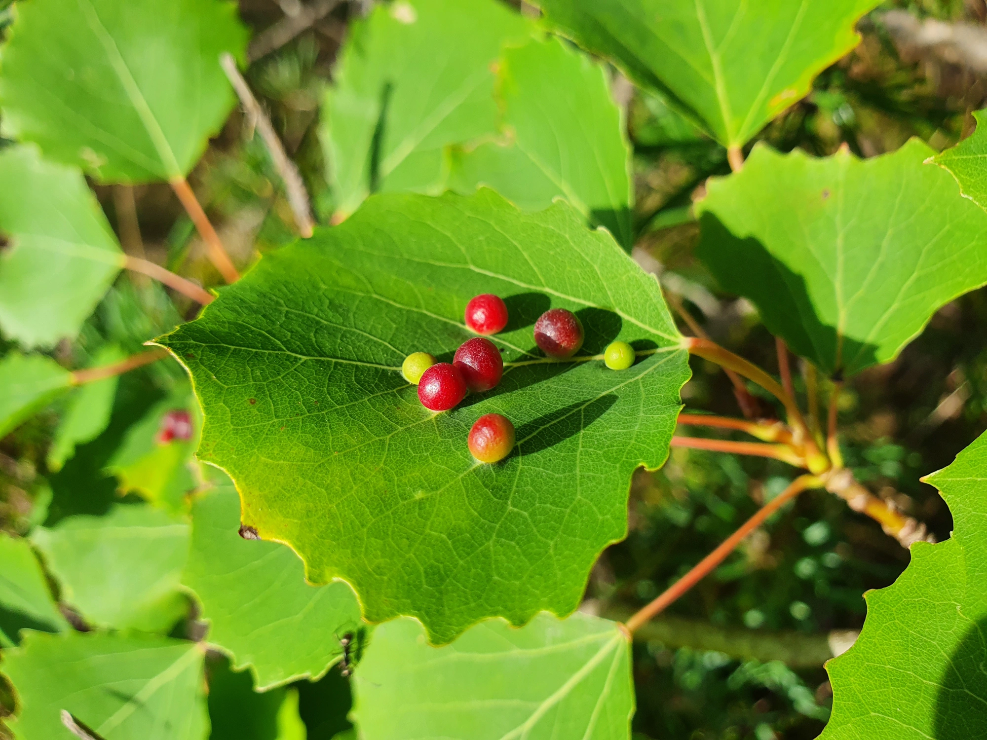 Tovinger: Harmandiola tremulae.