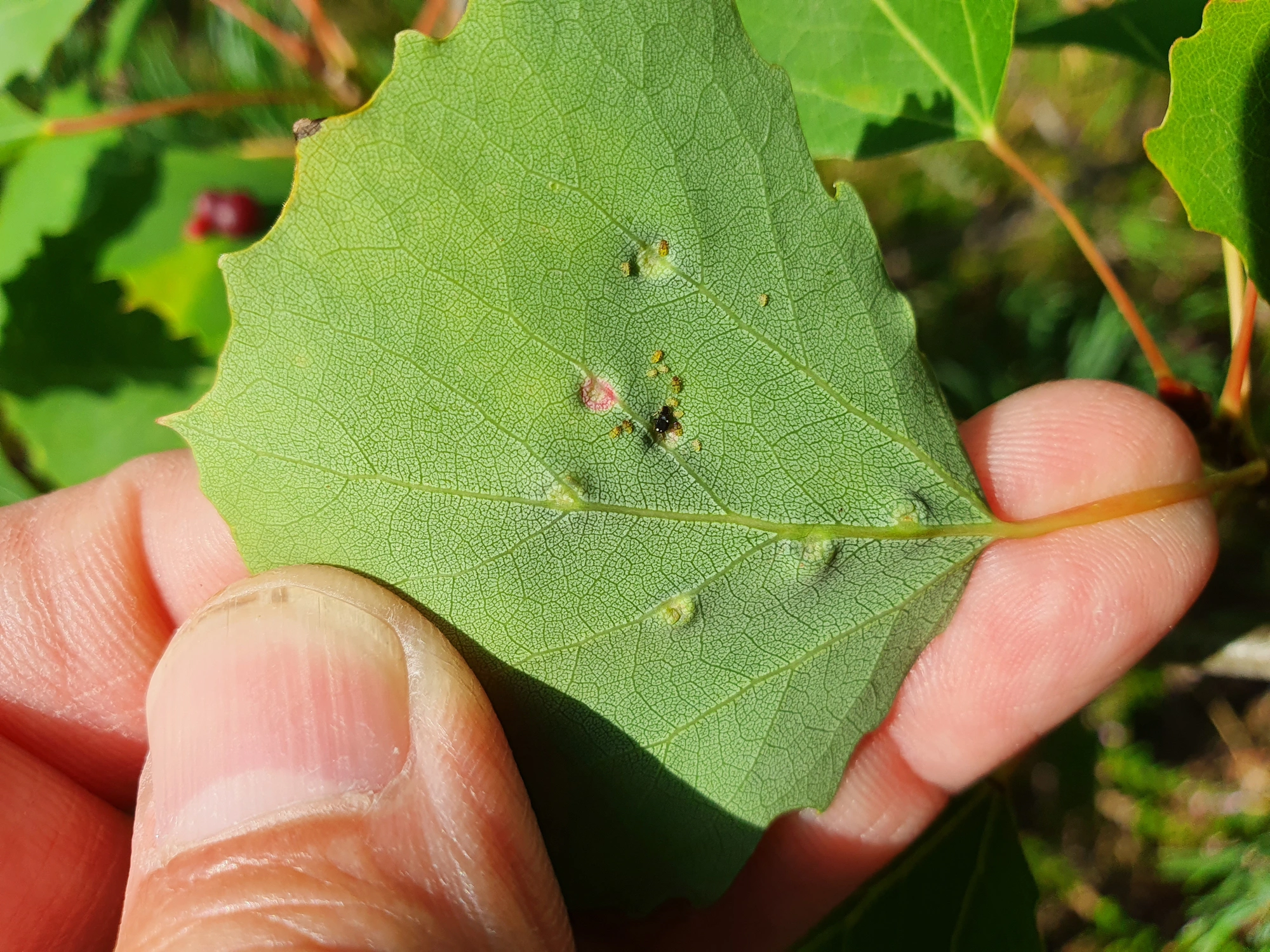 Tovinger: Harmandiola tremulae.