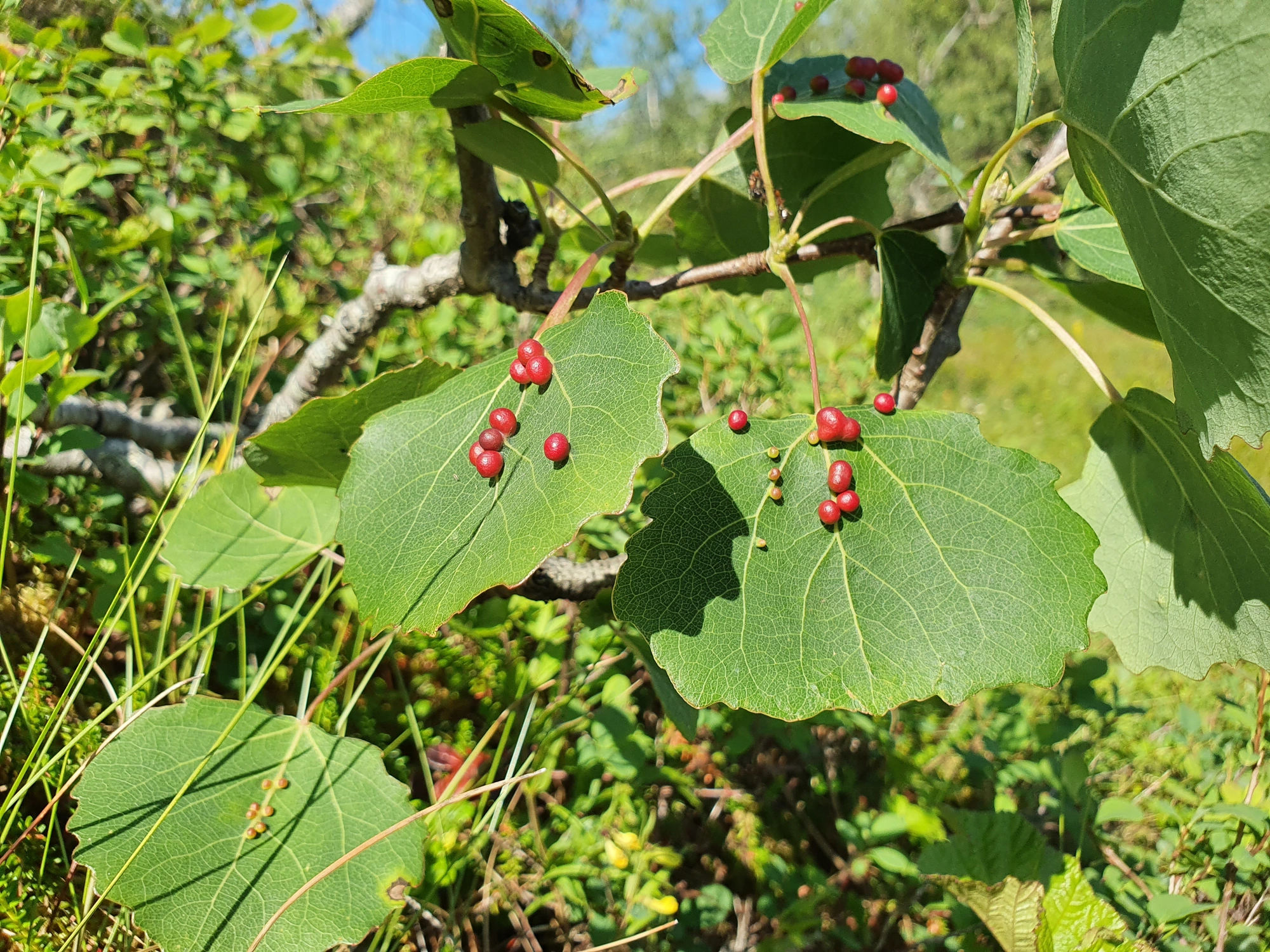 Tovinger: Harmandiola tremulae.