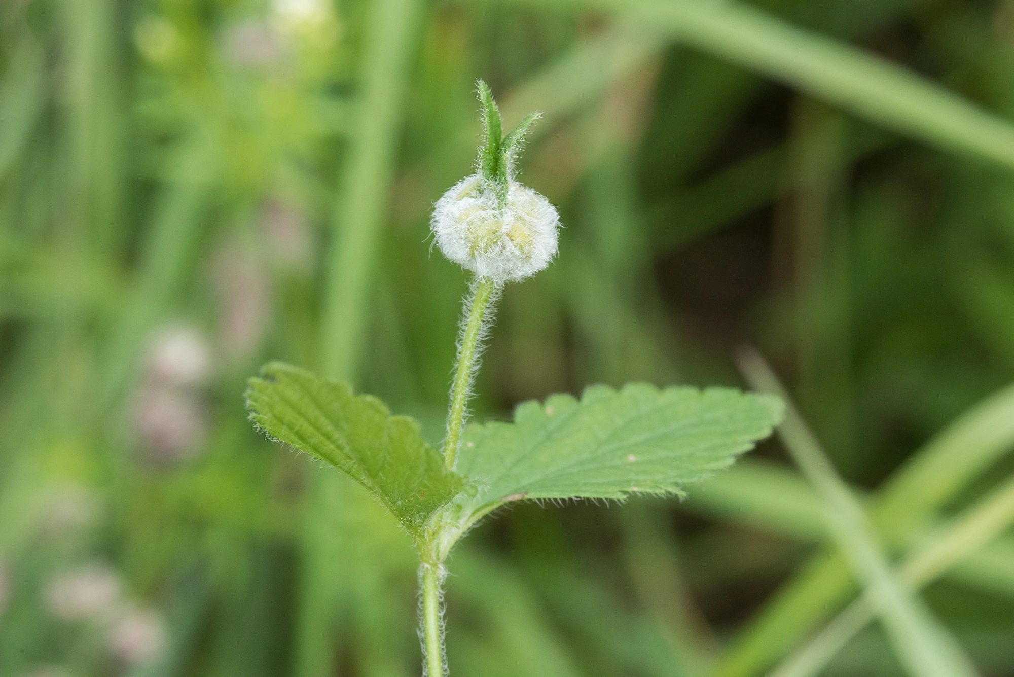 Tovinger: Jaapiella veronicae.