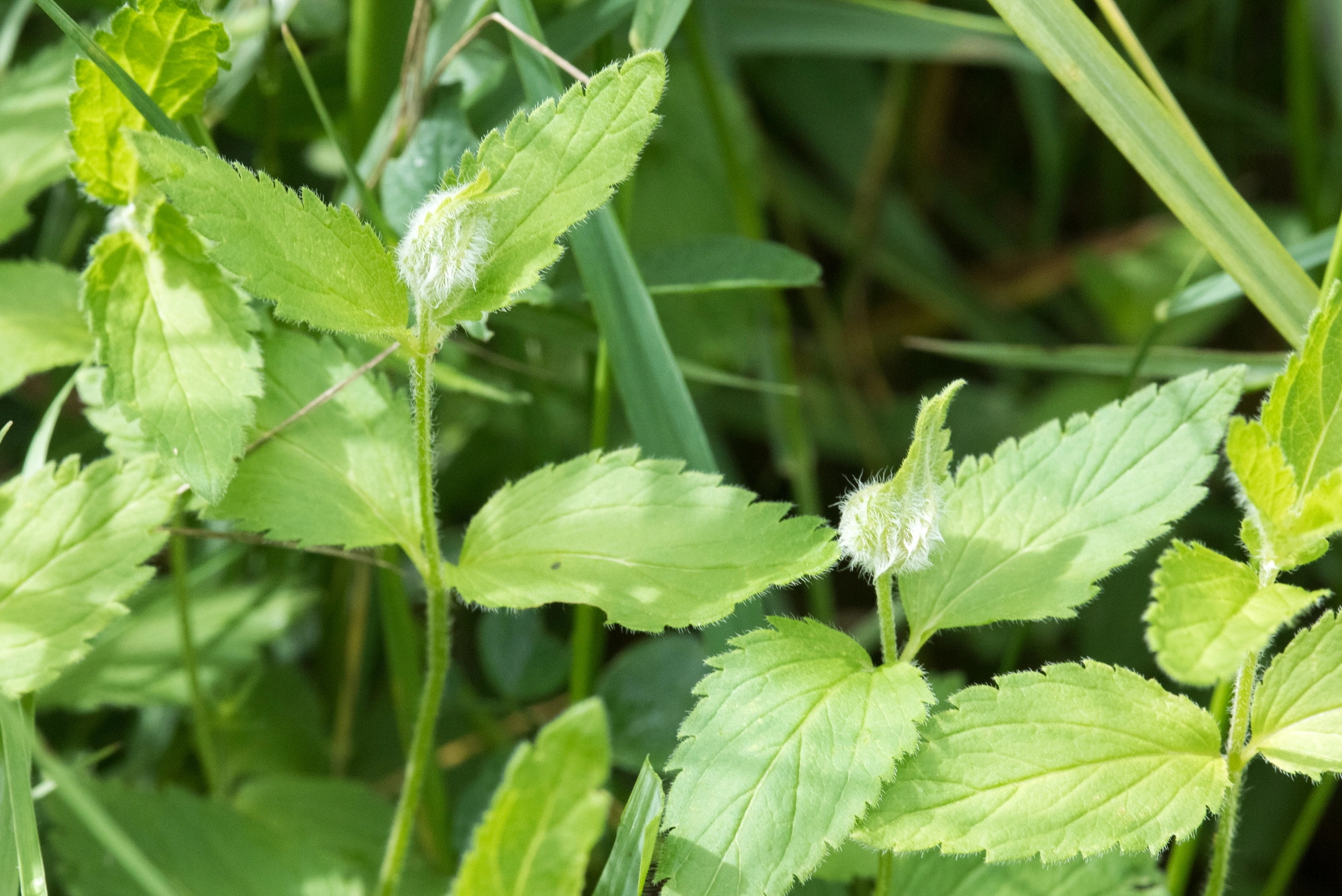 Tovinger: Jaapiella veronicae.