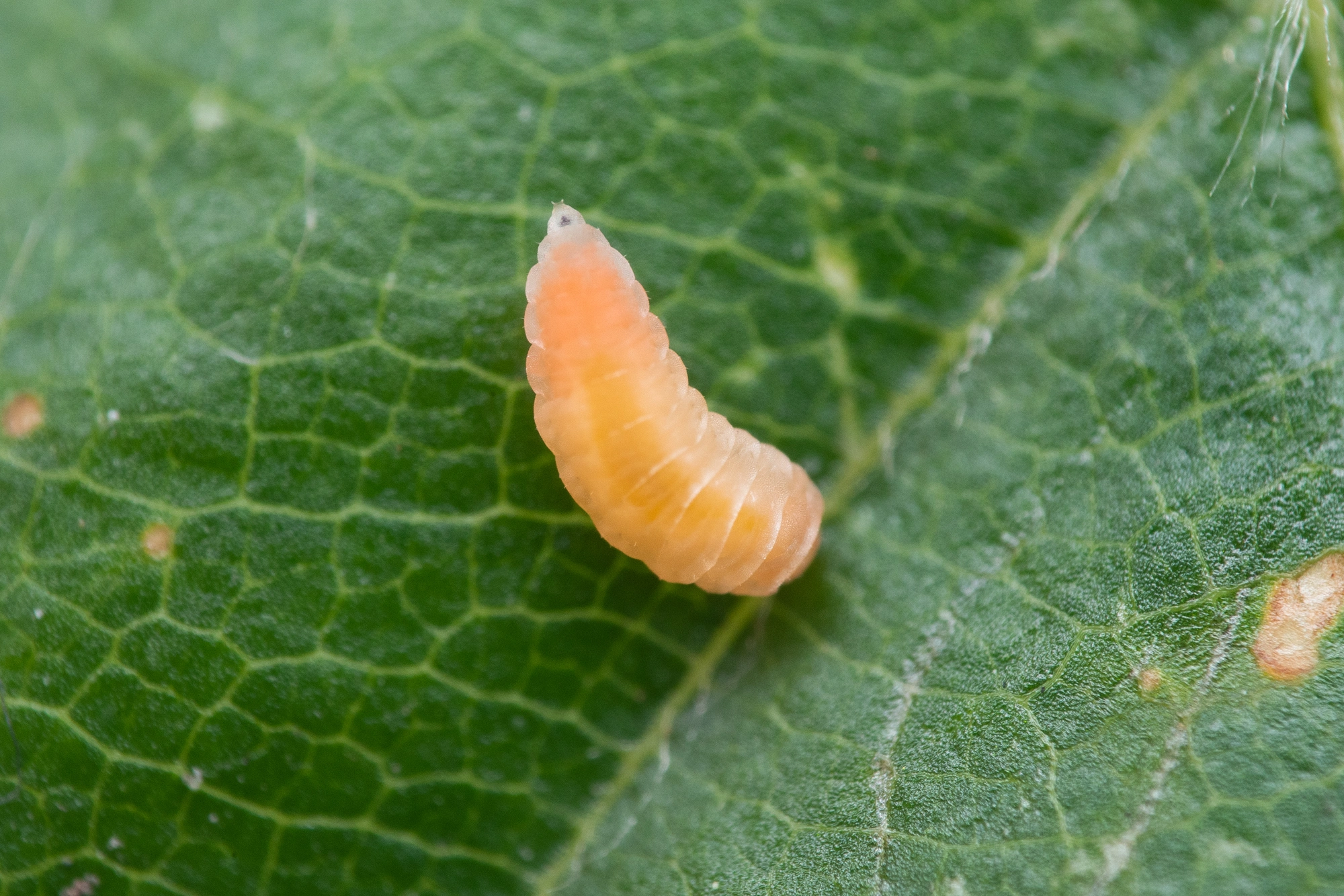 Tovinger: Macrolabis fagicola.