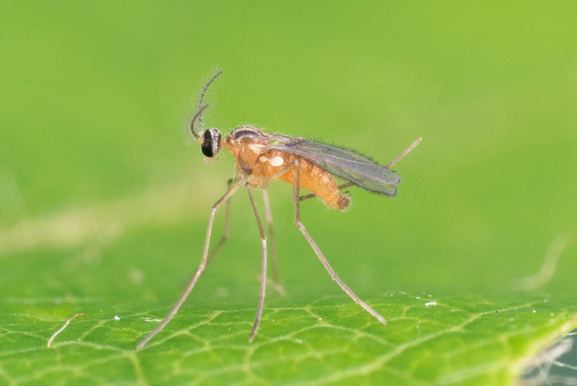 Tovinger: Macrolabis fagicola.