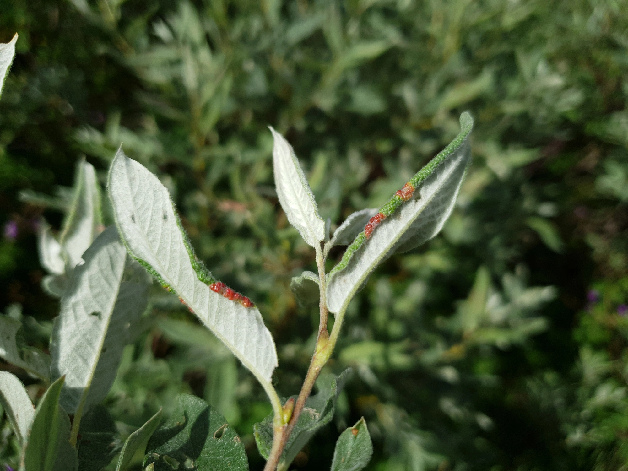 Tovinger: Rabdophaga marginemtorquens.