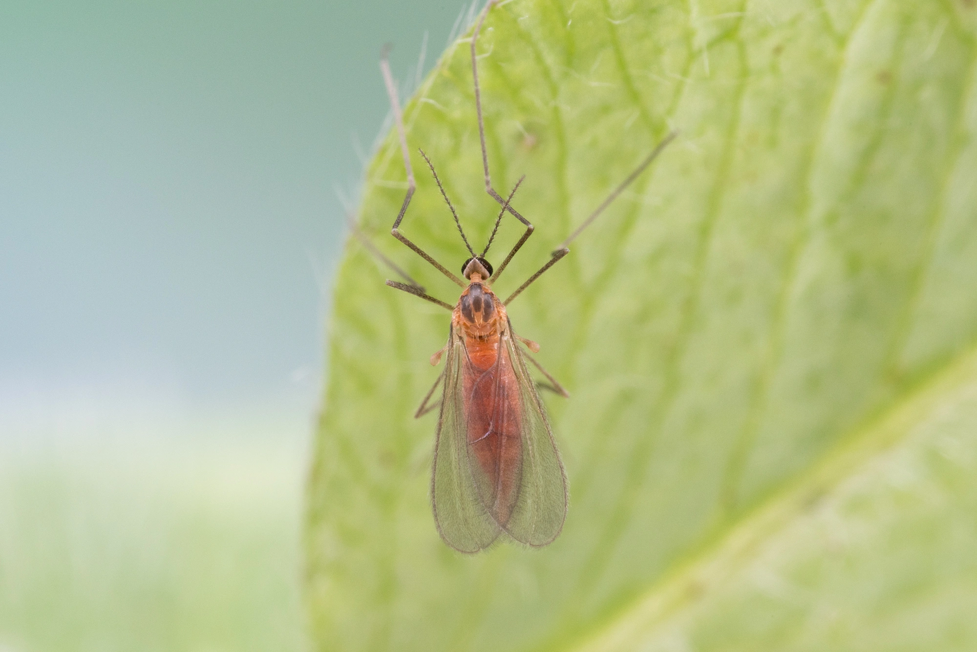 Tovinger: Tricholaba trifolii.