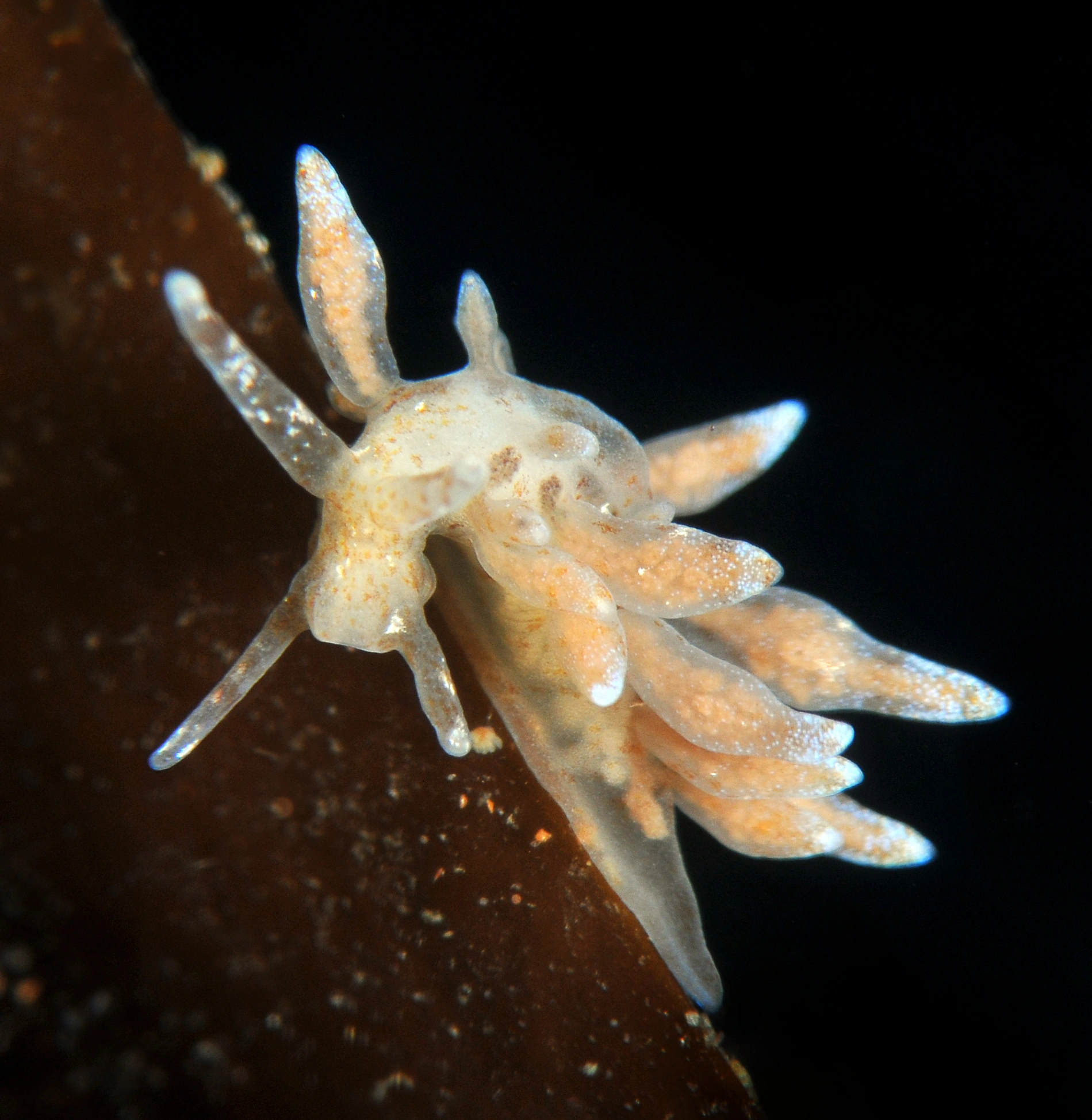 Nakensnegler: Eubranchus rupium.