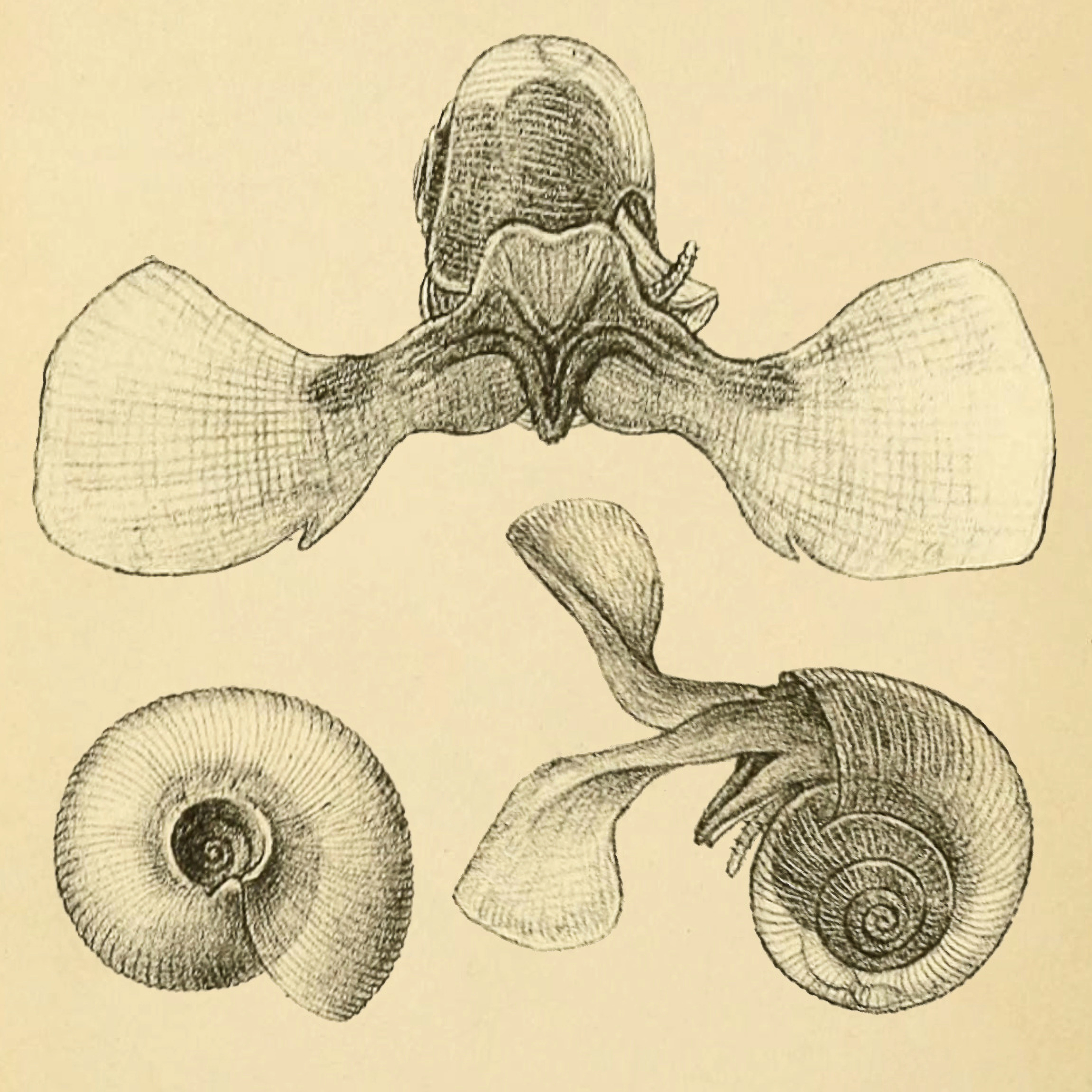 Flueåte.