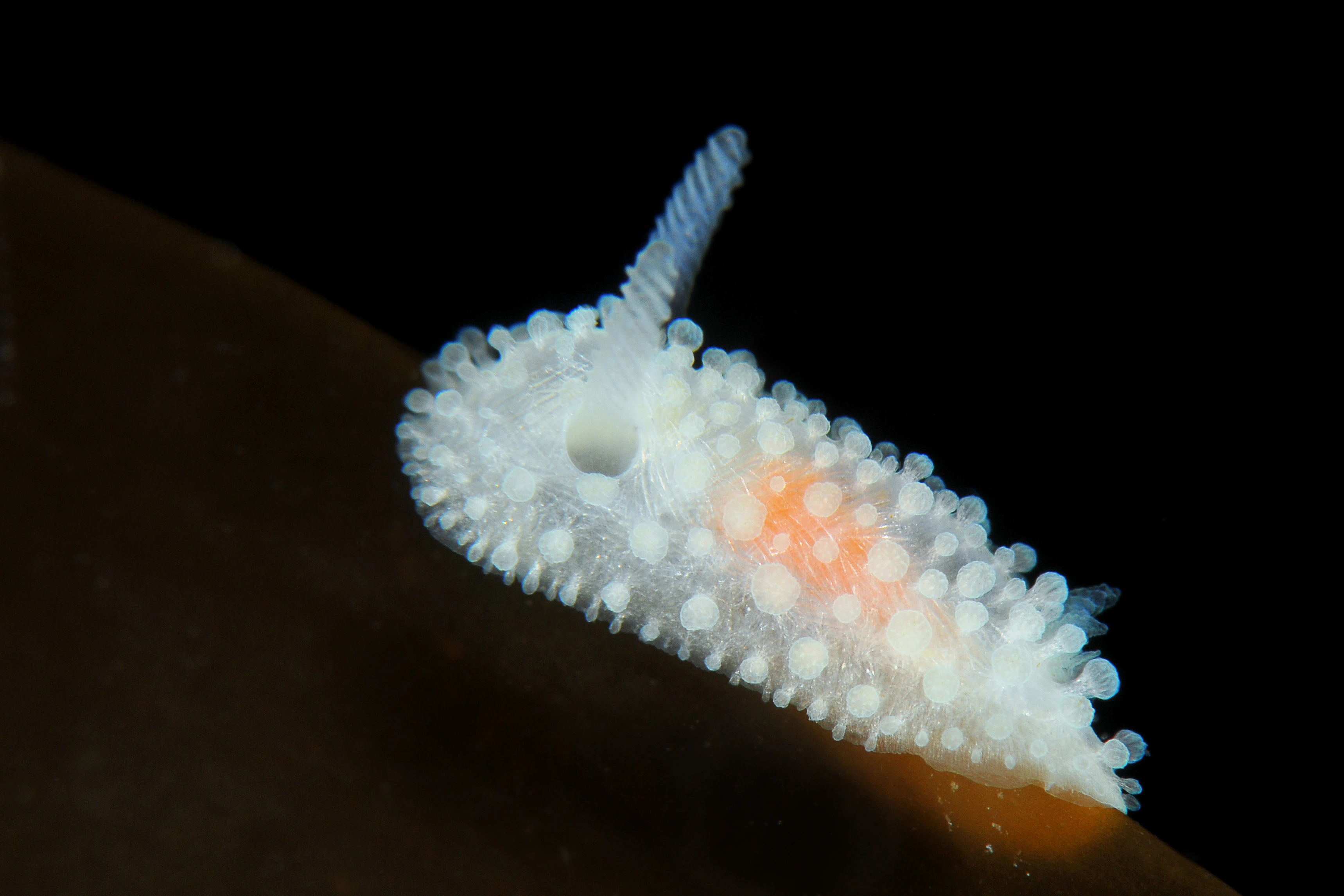 Flergjellesnegler: Onchidoris muricata.