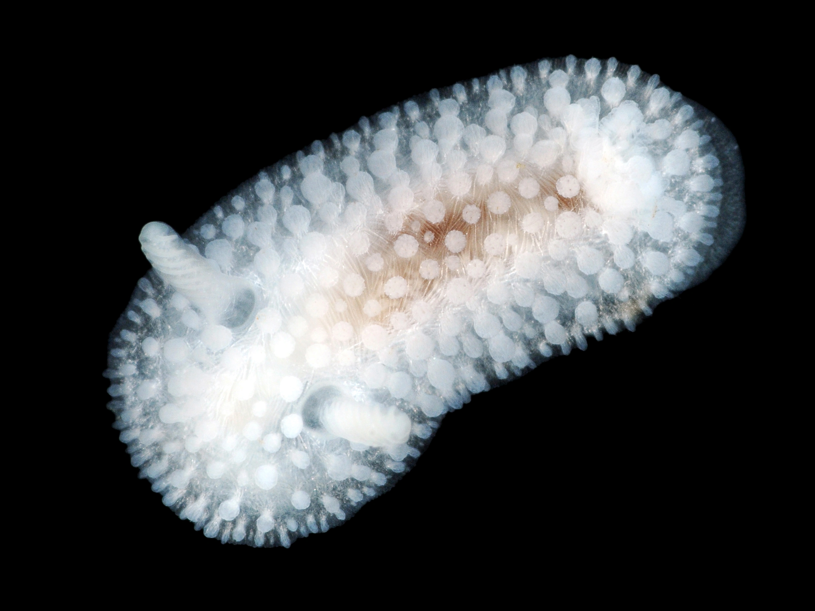 Flergjellesnegler: Onchidoris muricata.