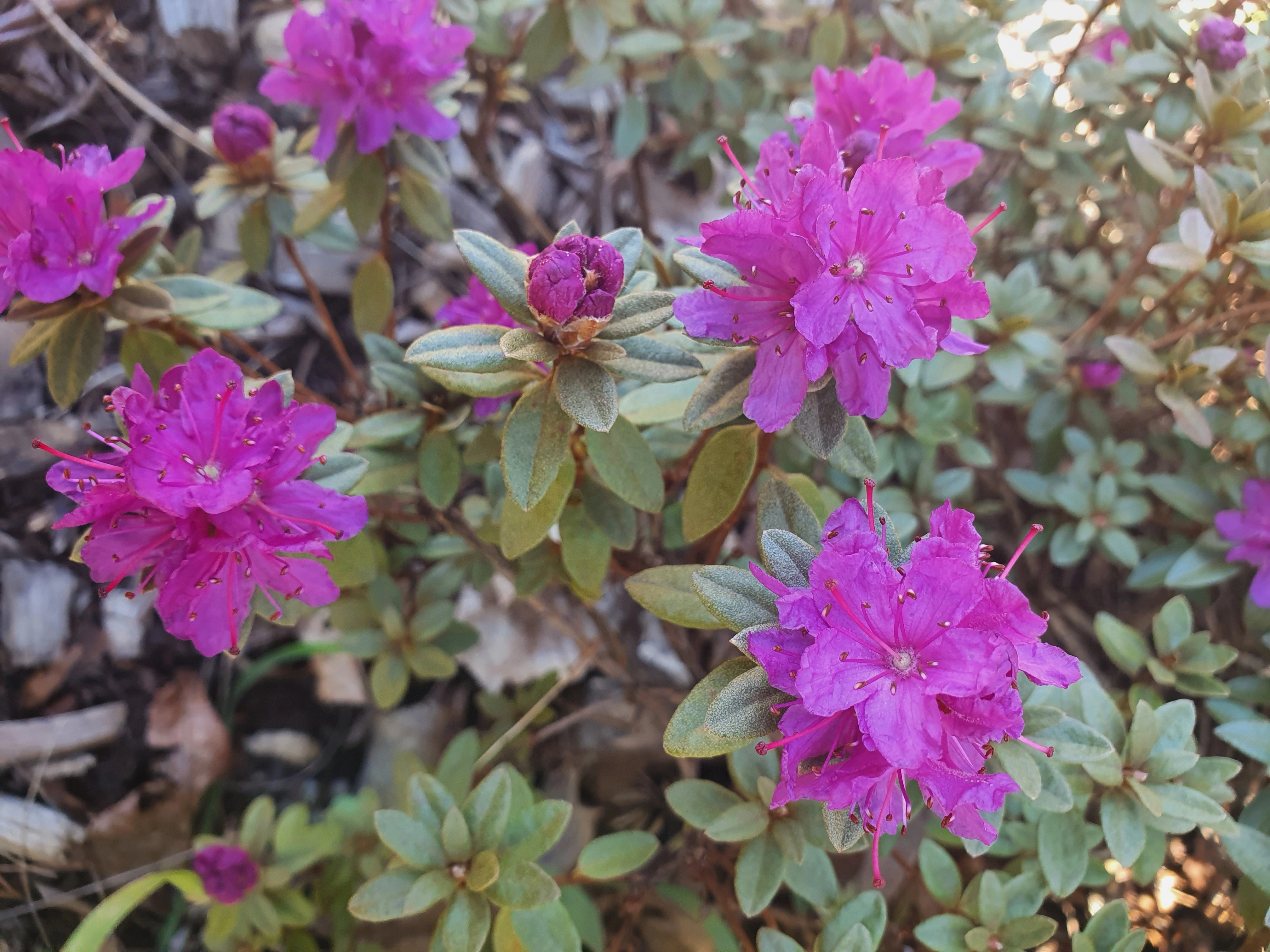 Lapprose: Rhododendron lapponicum lapponicum.