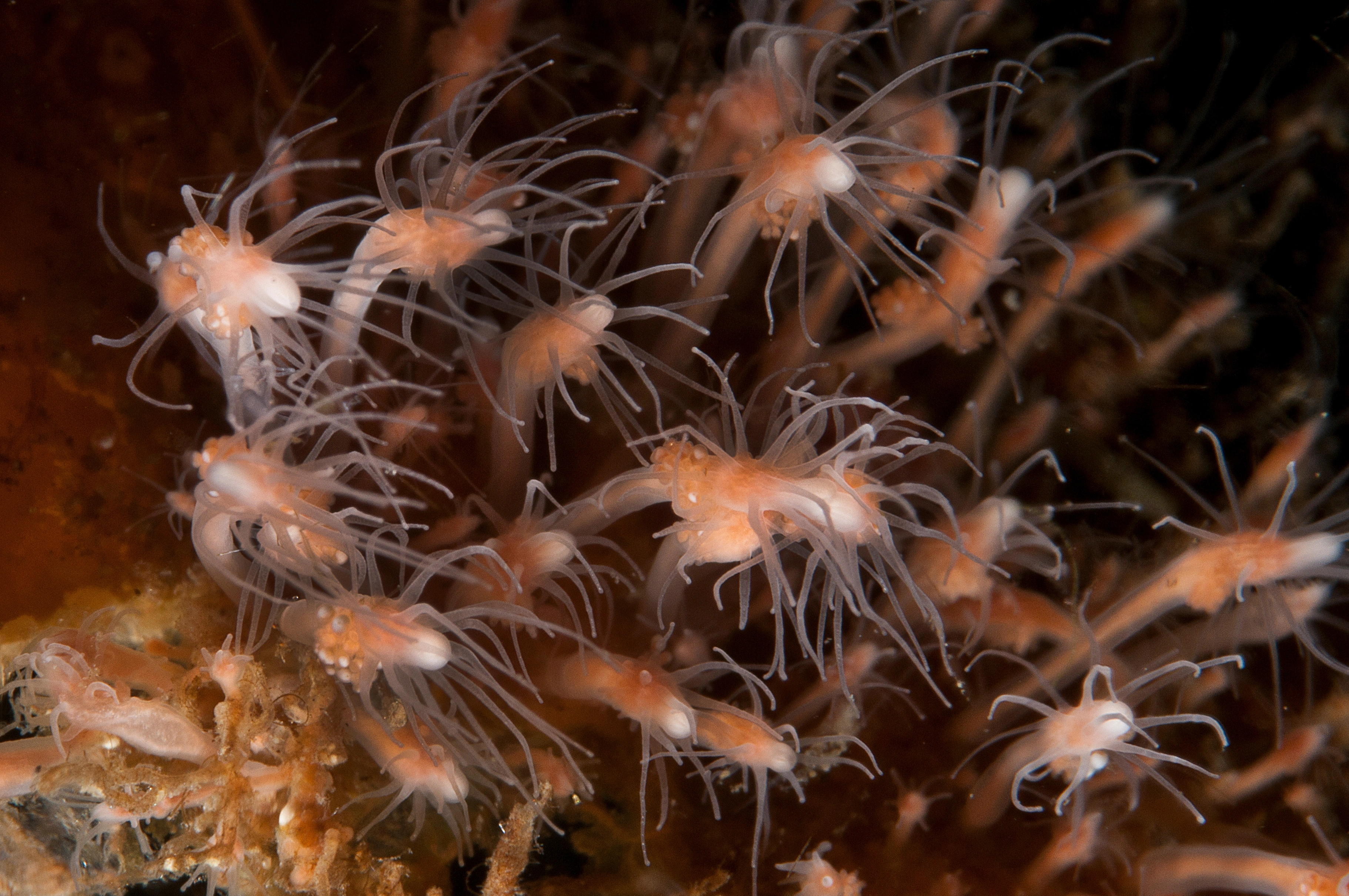 Hydrozoer: Clava multicornis.