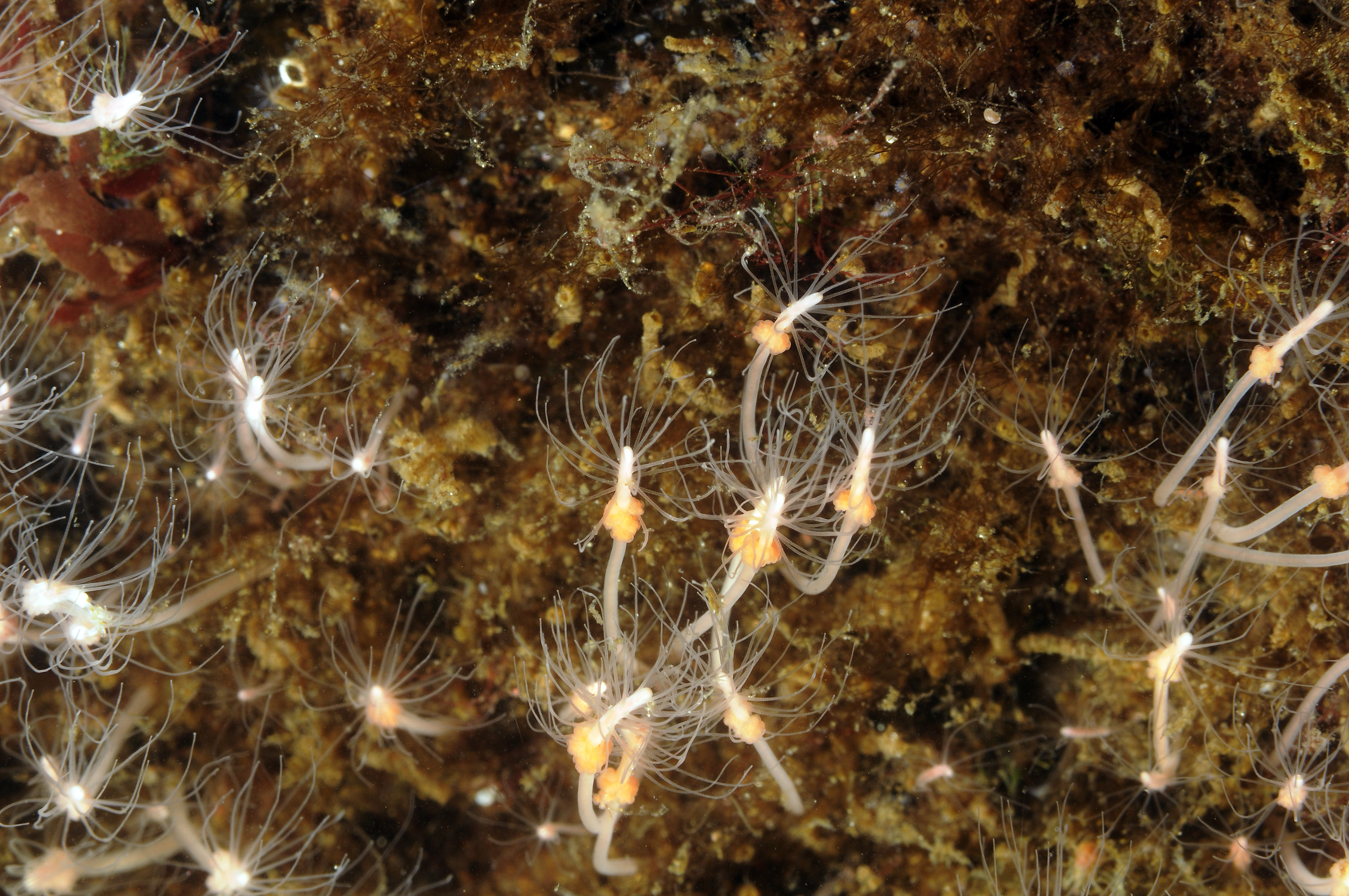 Hydrozoer: Clava multicornis.