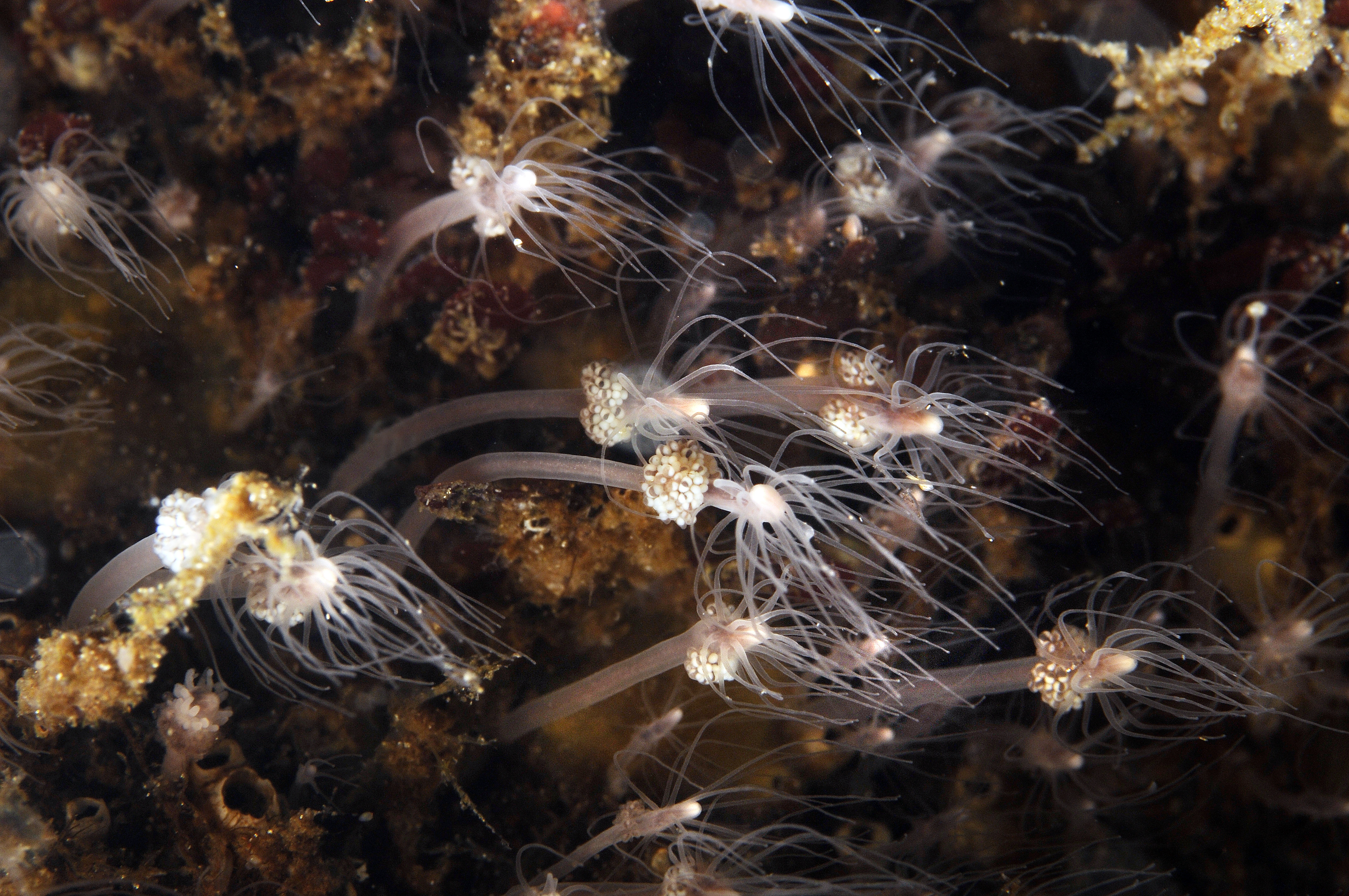 Hydrozoer: Clava multicornis.