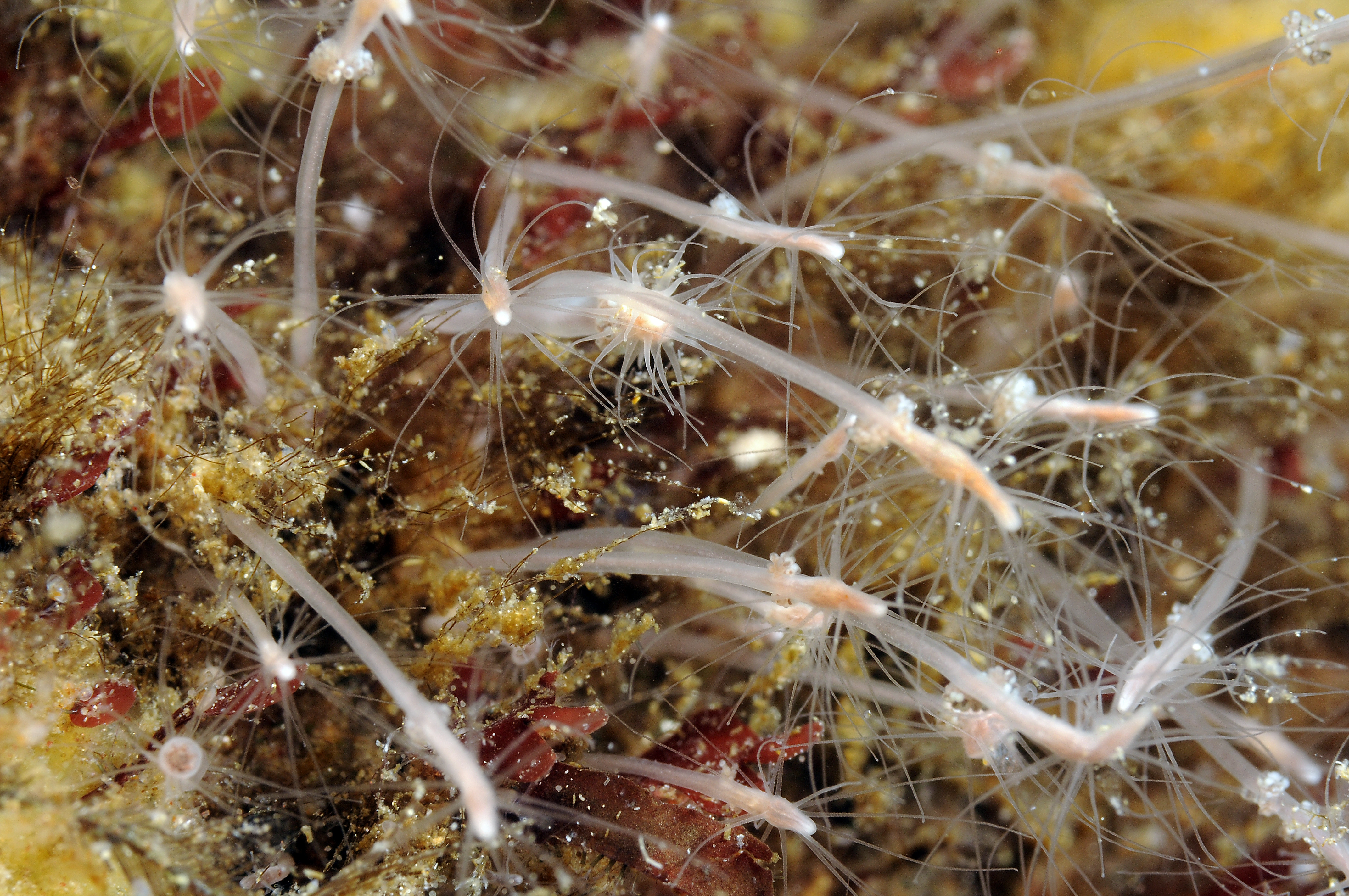 Hydrozoer: Clava multicornis.