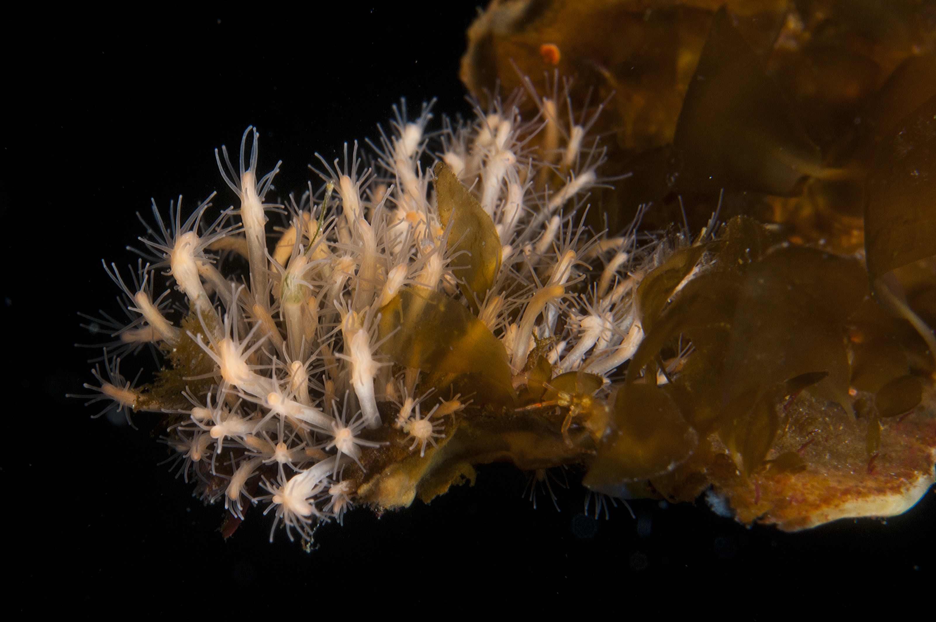 Hydrozoer: Clava multicornis.