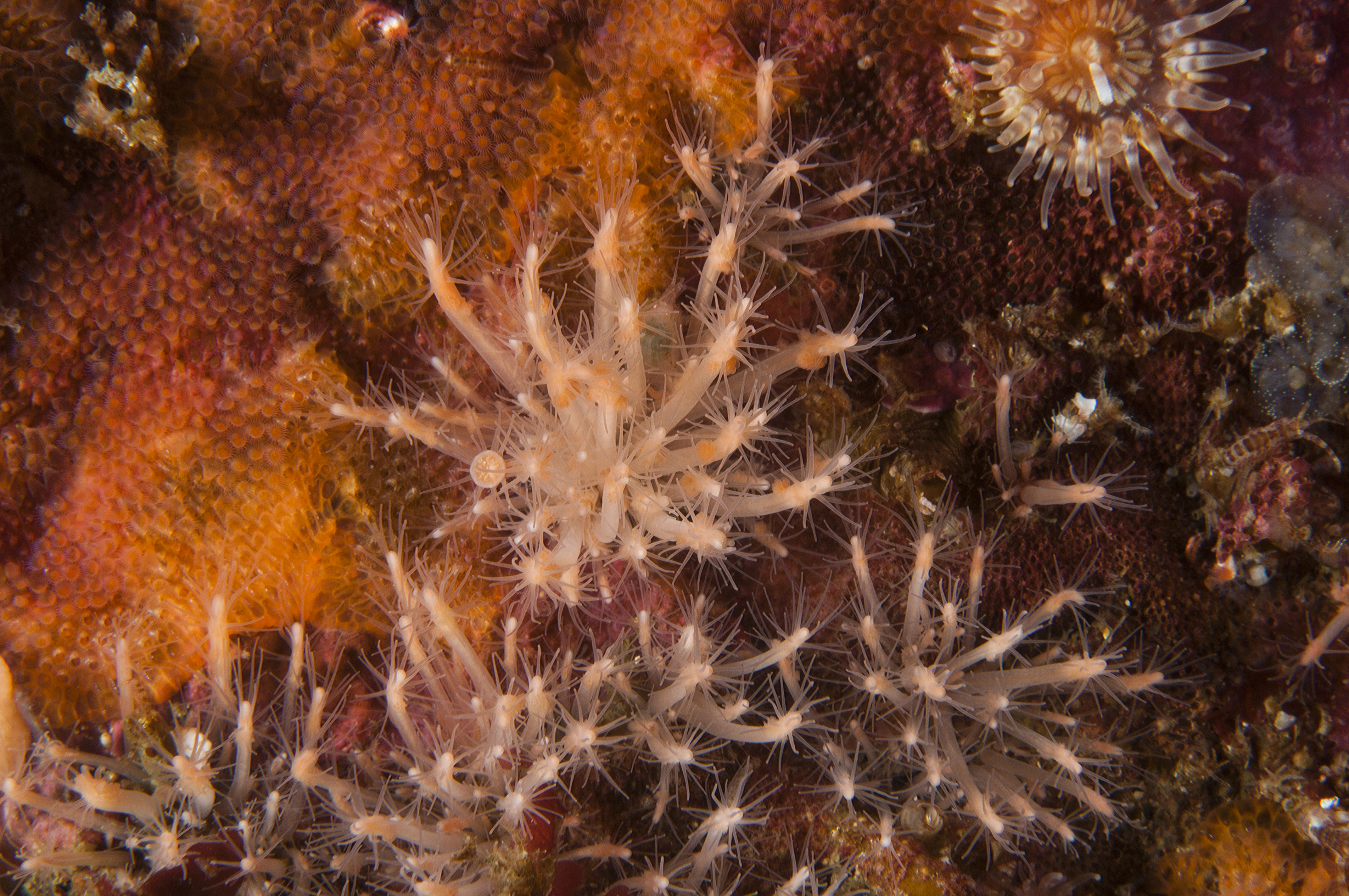 Hydrozoer: Clava multicornis.