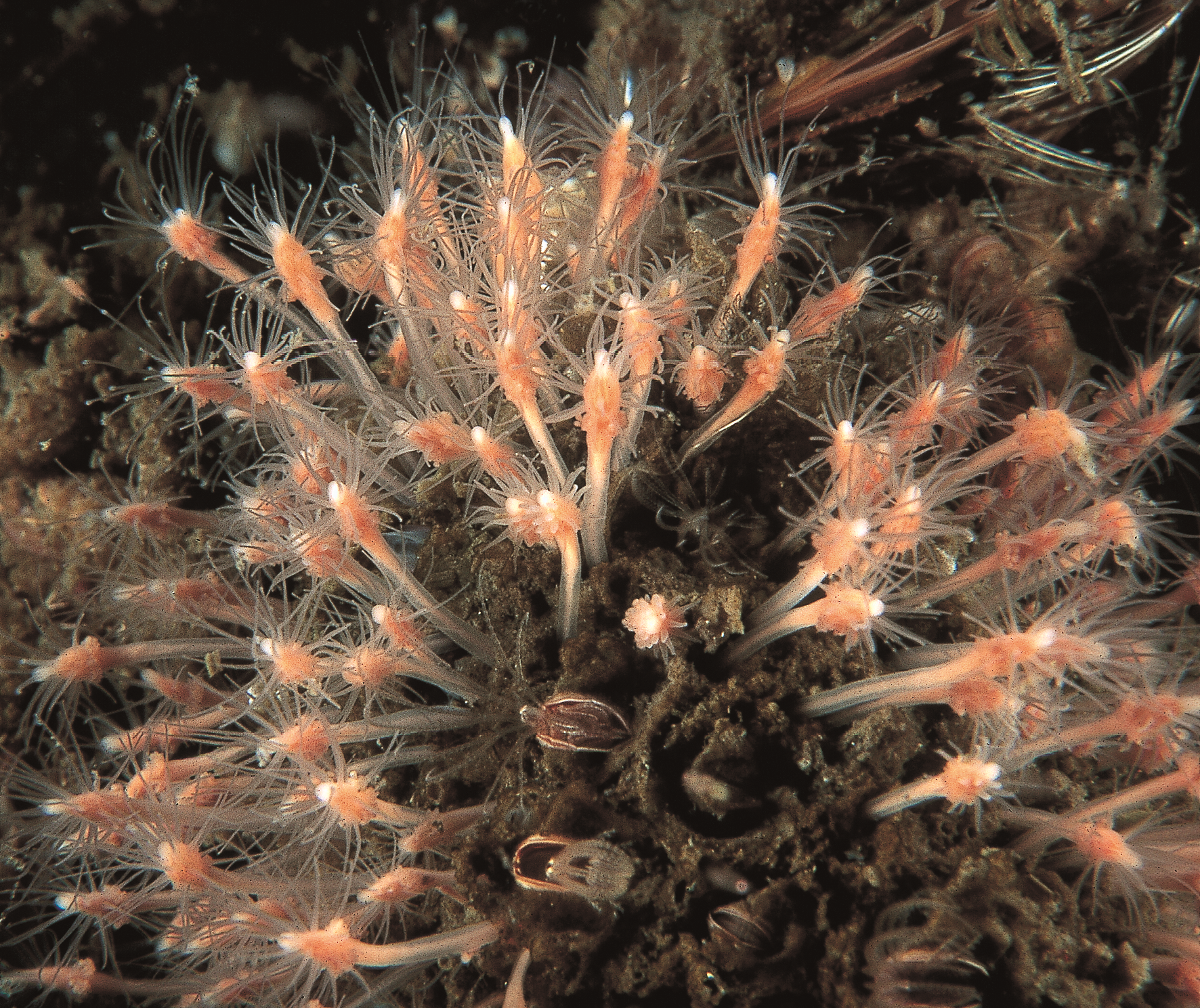 Hydrozoer: Clava multicornis.