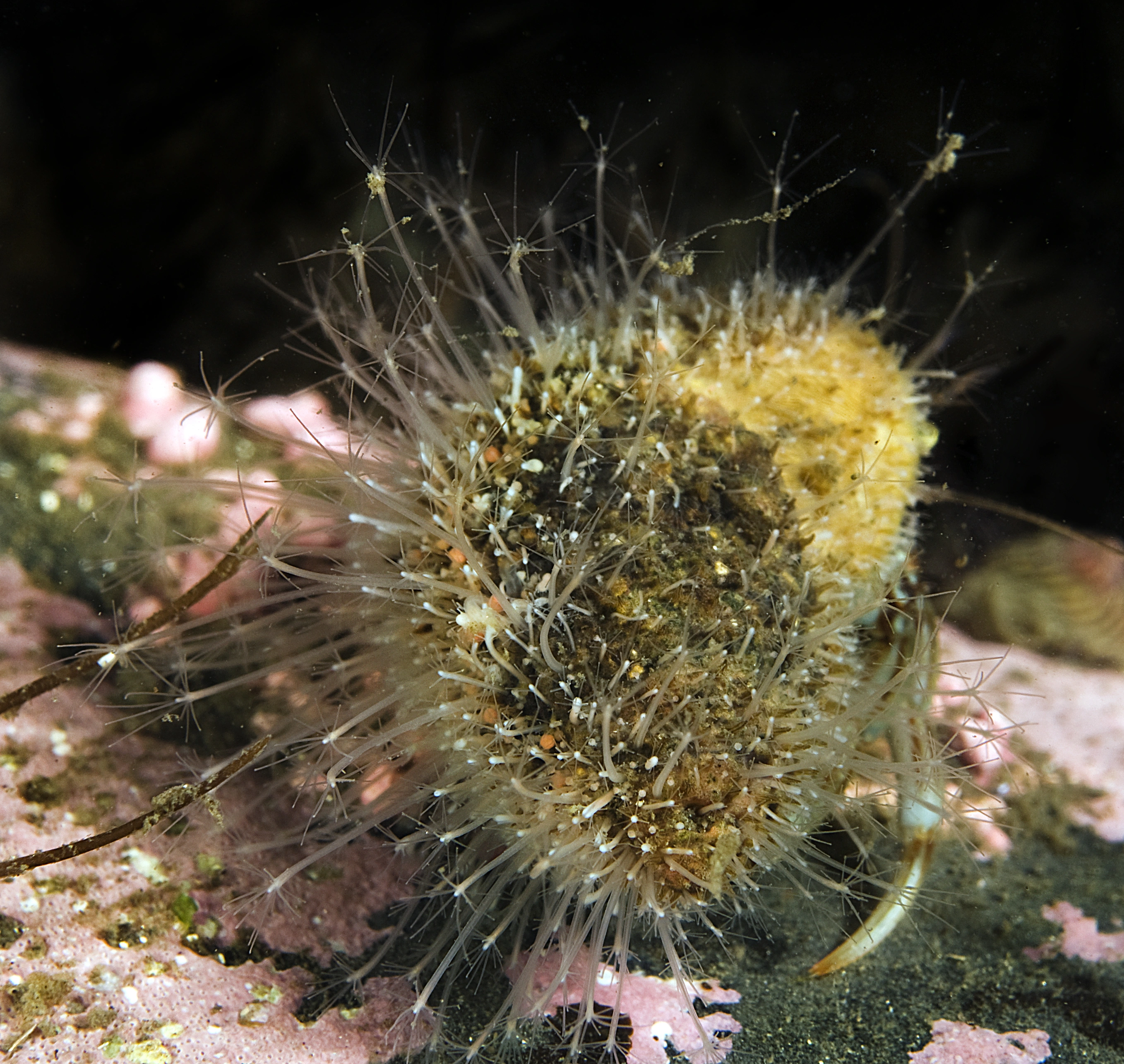 Hydrozoer: Hydractinia echinata.